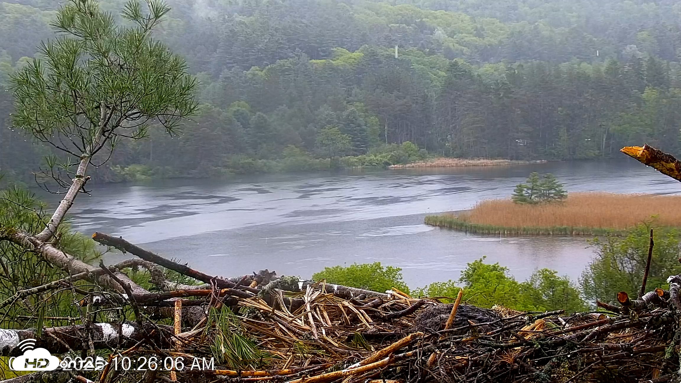 Snapshot of VINS Bald Eagles Nest Live Cams taken May 24, 2026, 10:26am EDT