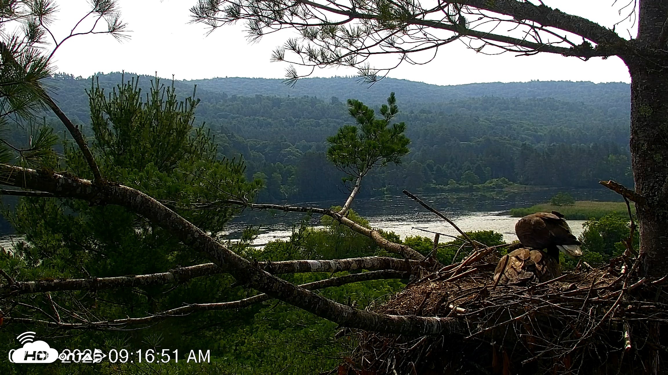 Snapshot of VINS Bald Eagles Nest Live Cams taken Jul 6, 2026, 9:17am EDT