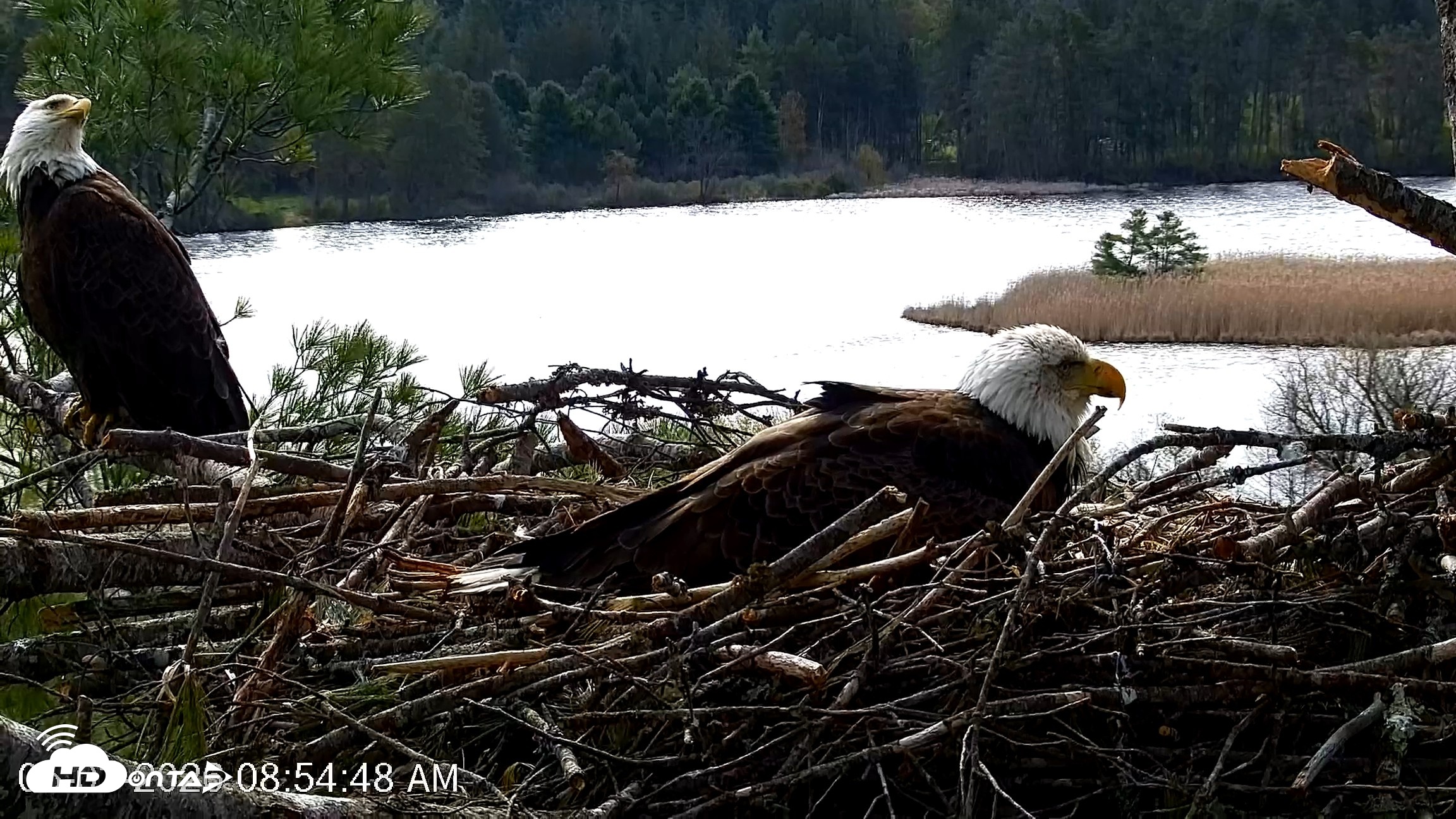 Snapshot of VINS Bald Eagles Nest Live Cams taken May 3, 2026, 8:55am EDT