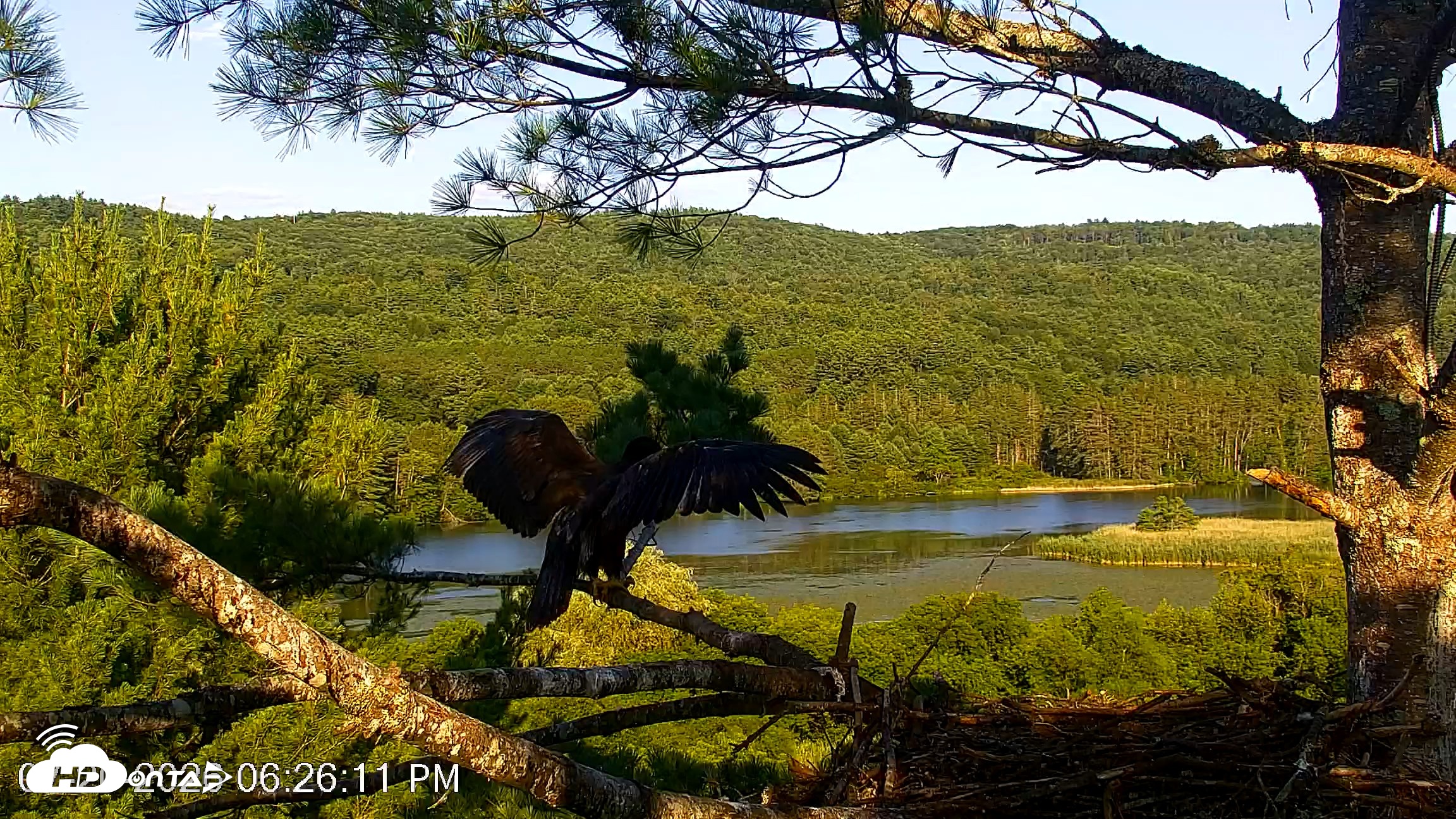 Snapshot of VINS Bald Eagles Nest Live Cams taken Jul 20, 2026, 6:27pm EDT