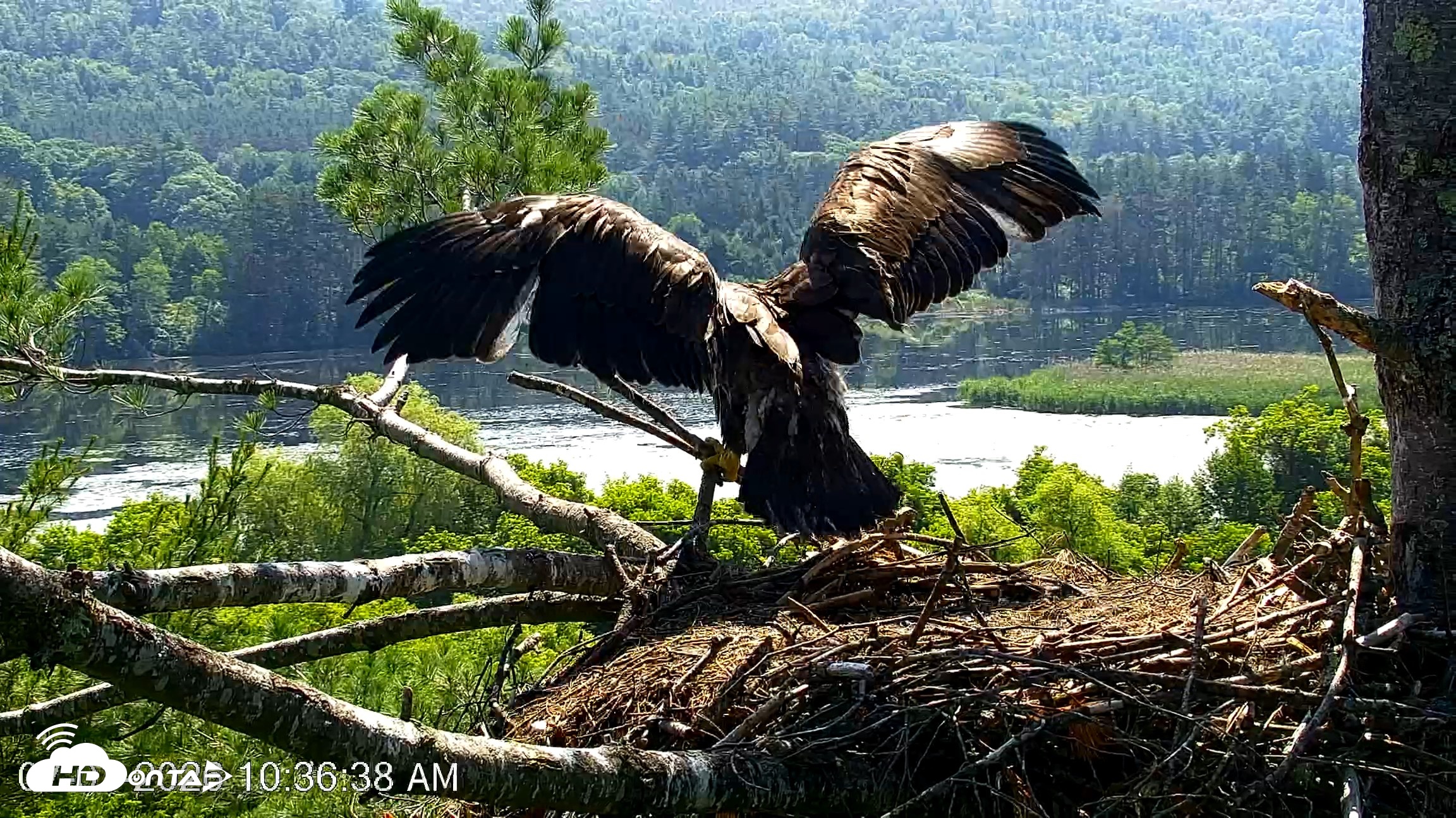Snapshot of VINS Bald Eagles Nest Live Cams taken Jul 1, 2026, 10:39am EDT