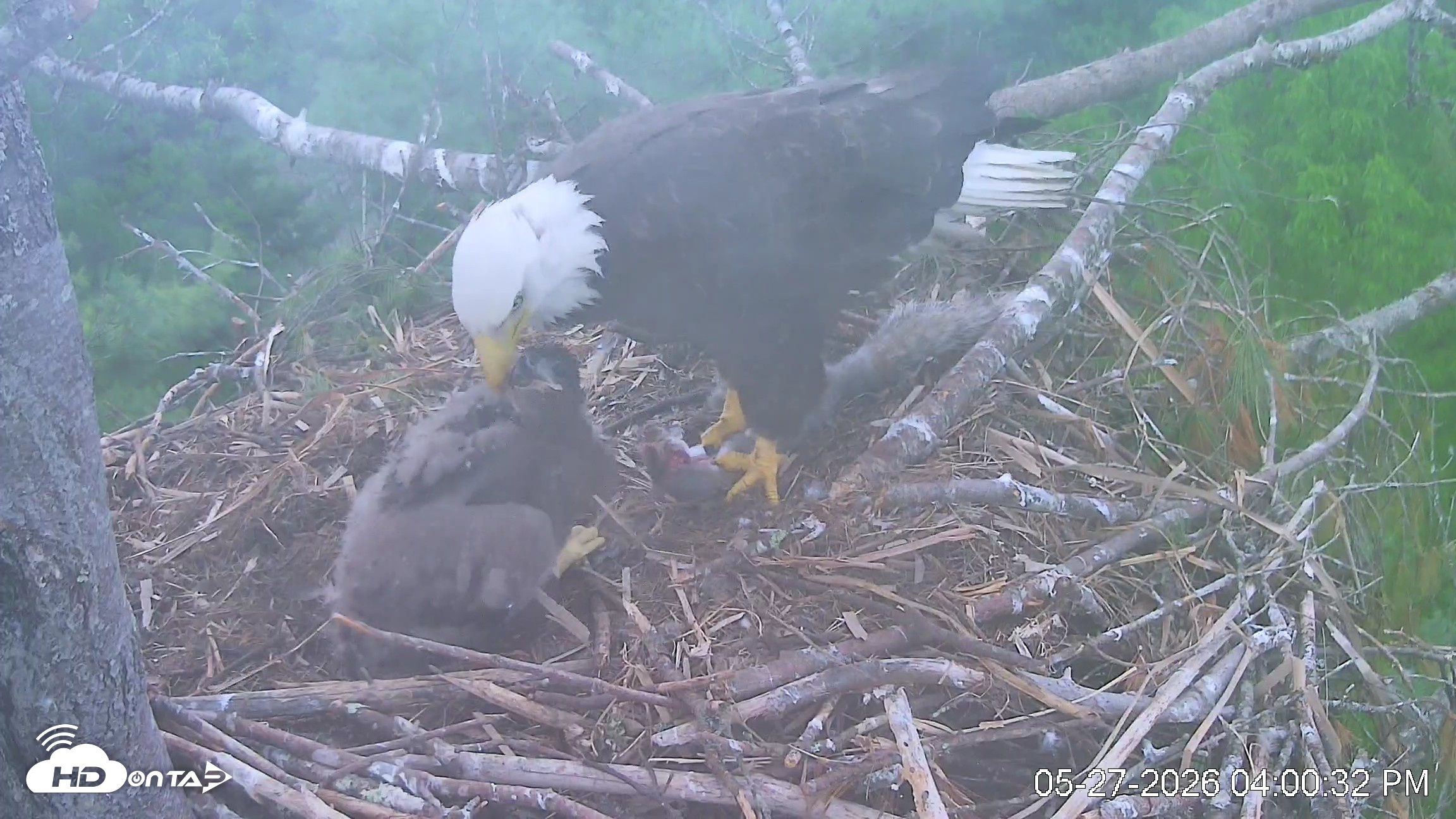 Snapshot of VINS Bald Eagles Nest Live Cams taken May 27, 2026, 4:01pm EDT