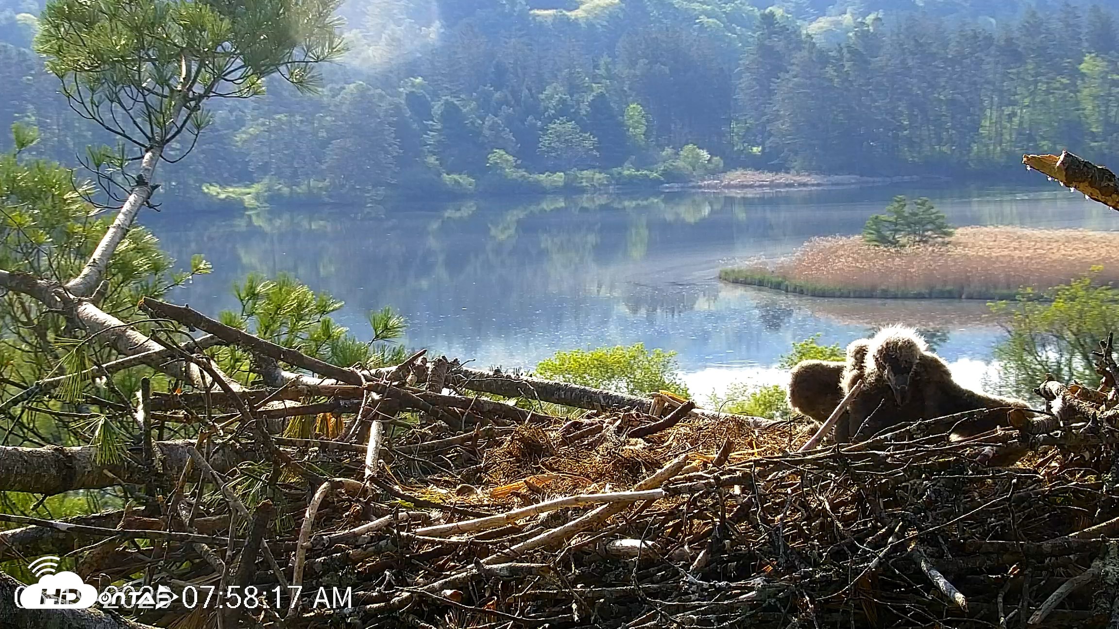 Snapshot of VINS Bald Eagles Nest Live Cams taken May 19, 2026, 7:59am EDT