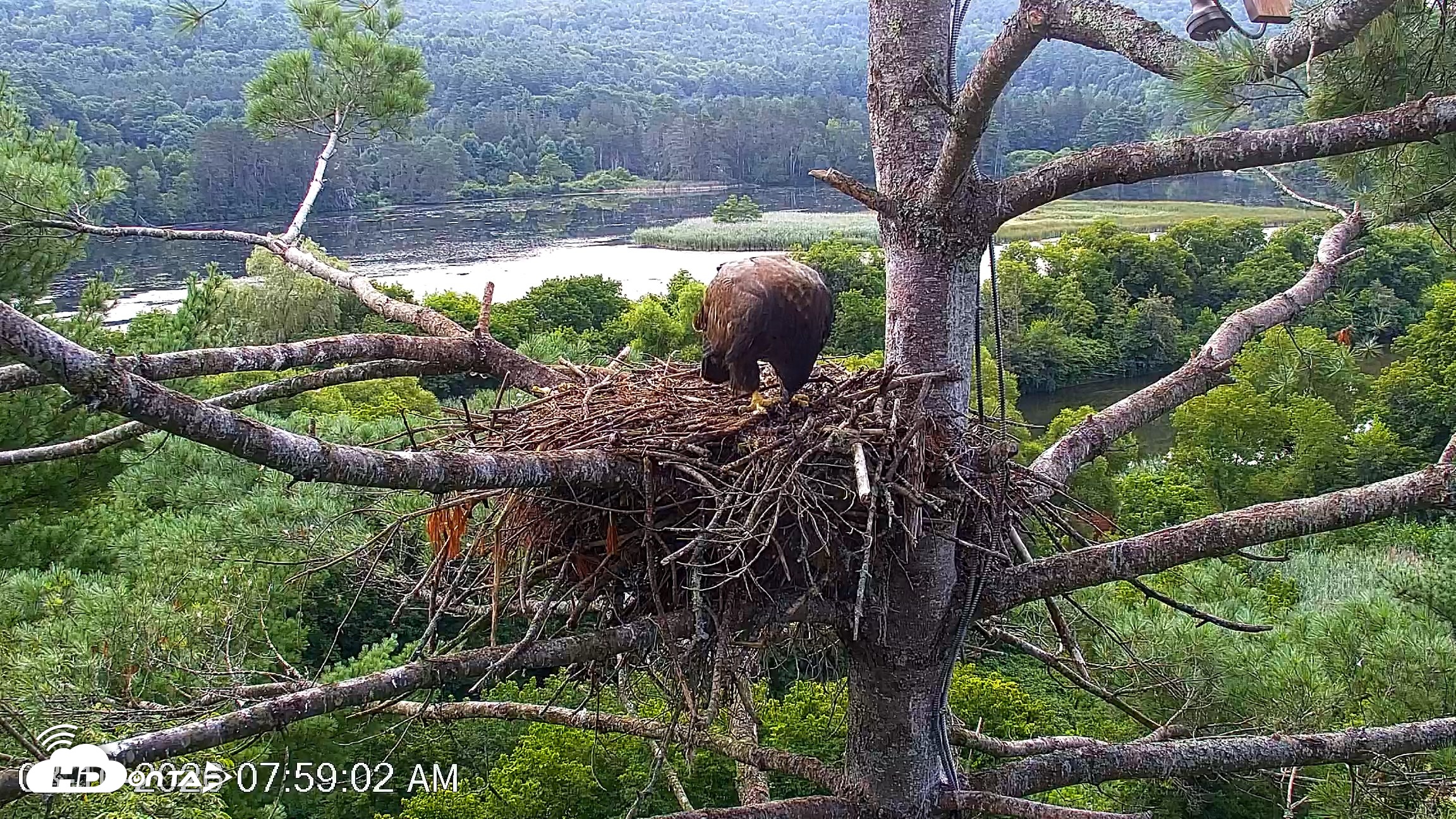 Snapshot of VINS Bald Eagles Nest Live Cams taken Aug 10, 2026, 8:00am EDT