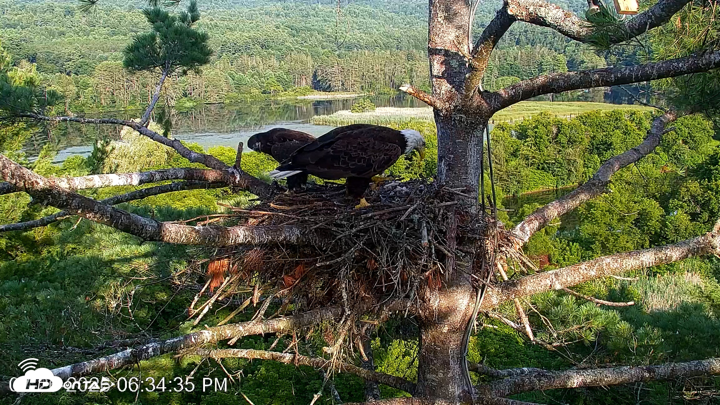 Snapshot of VINS Bald Eagles Nest Live Cams taken Jul 26, 2026, 6:35pm EDT