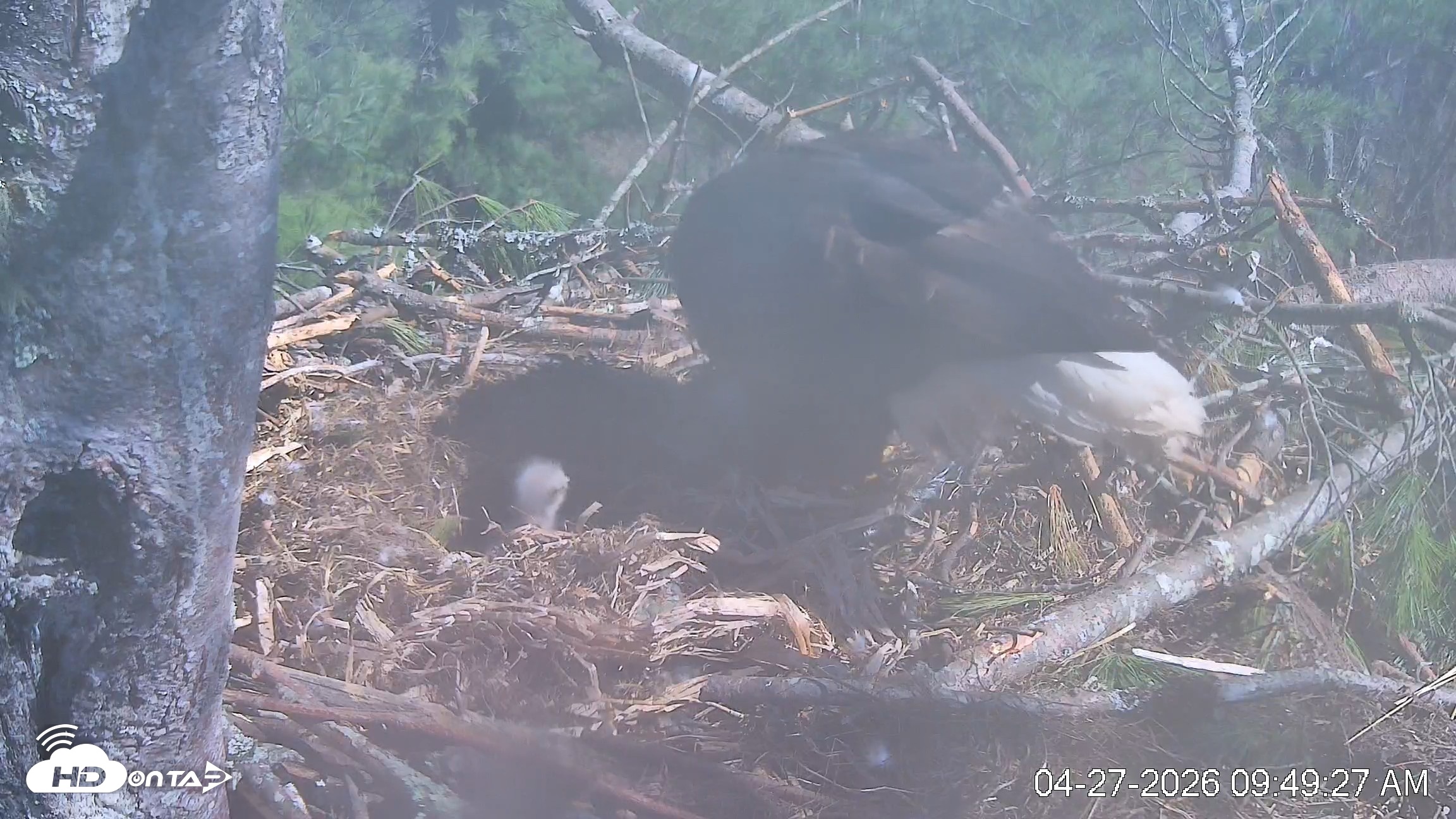 Snapshot of VINS Bald Eagles Nest Live Cams taken Apr 27, 2026, 9:50am EDT