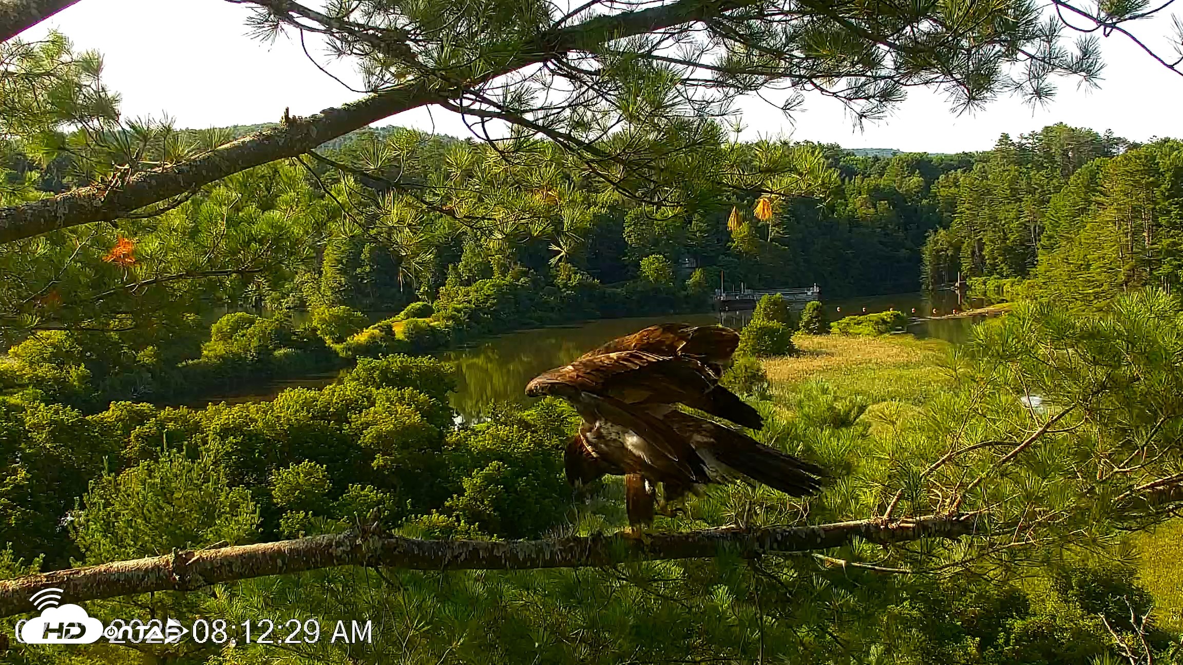 Snapshot of VINS Bald Eagles Nest Live Cams taken Jul 23, 2026, 8:13am EDT