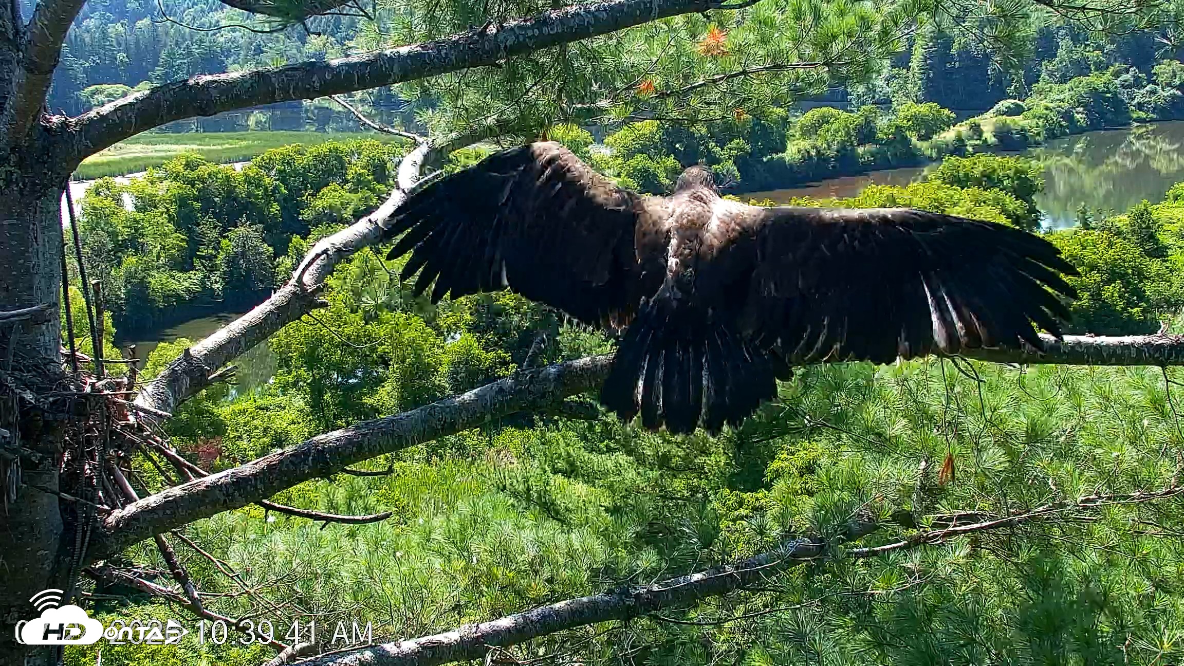 Snapshot of VINS Bald Eagles Nest Live Cams taken Jul 24, 2026, 10:40am EDT