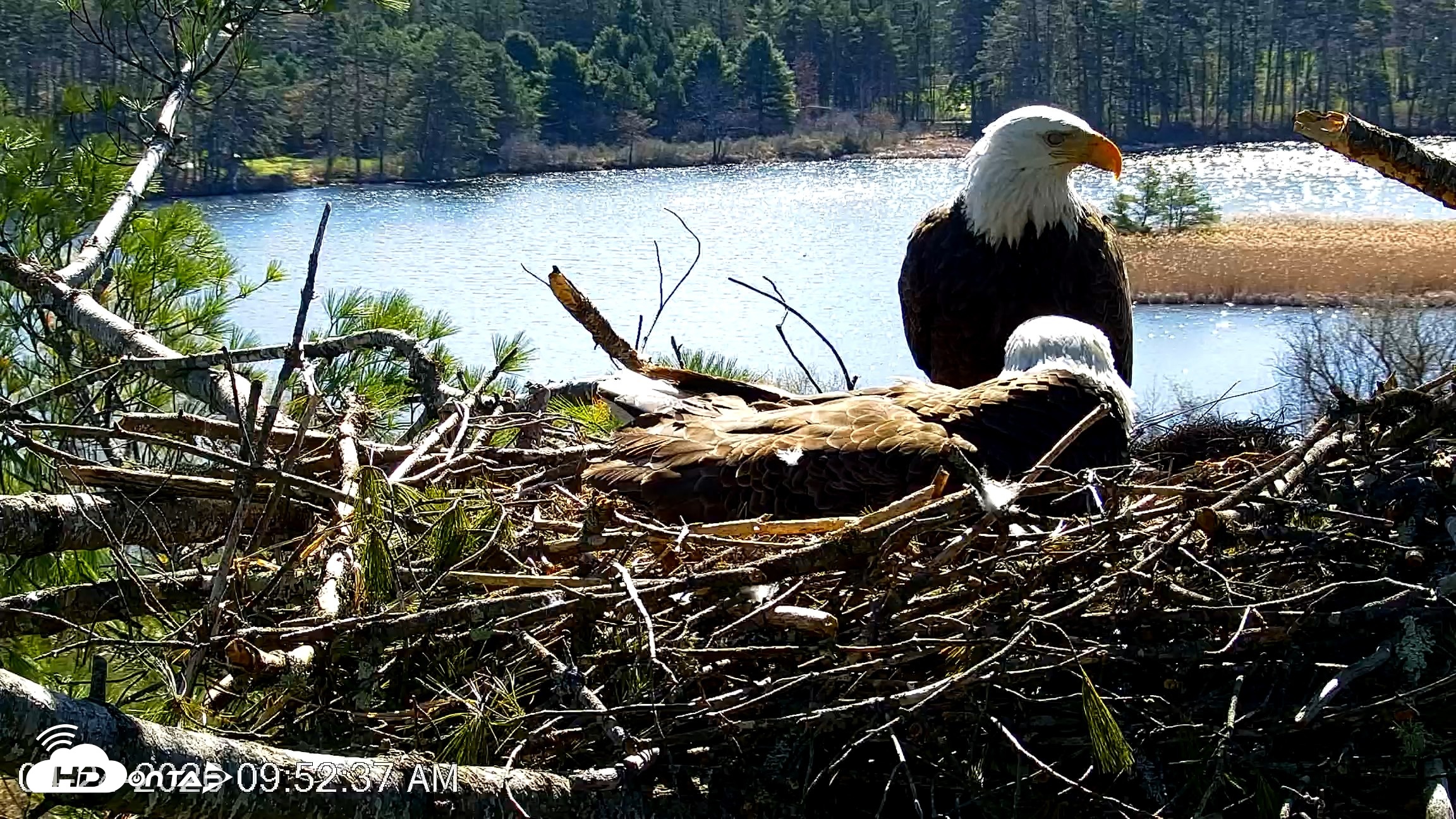 Snapshot of VINS Bald Eagles Nest Live Cams taken Apr 24, 2026, 9:53am EDT