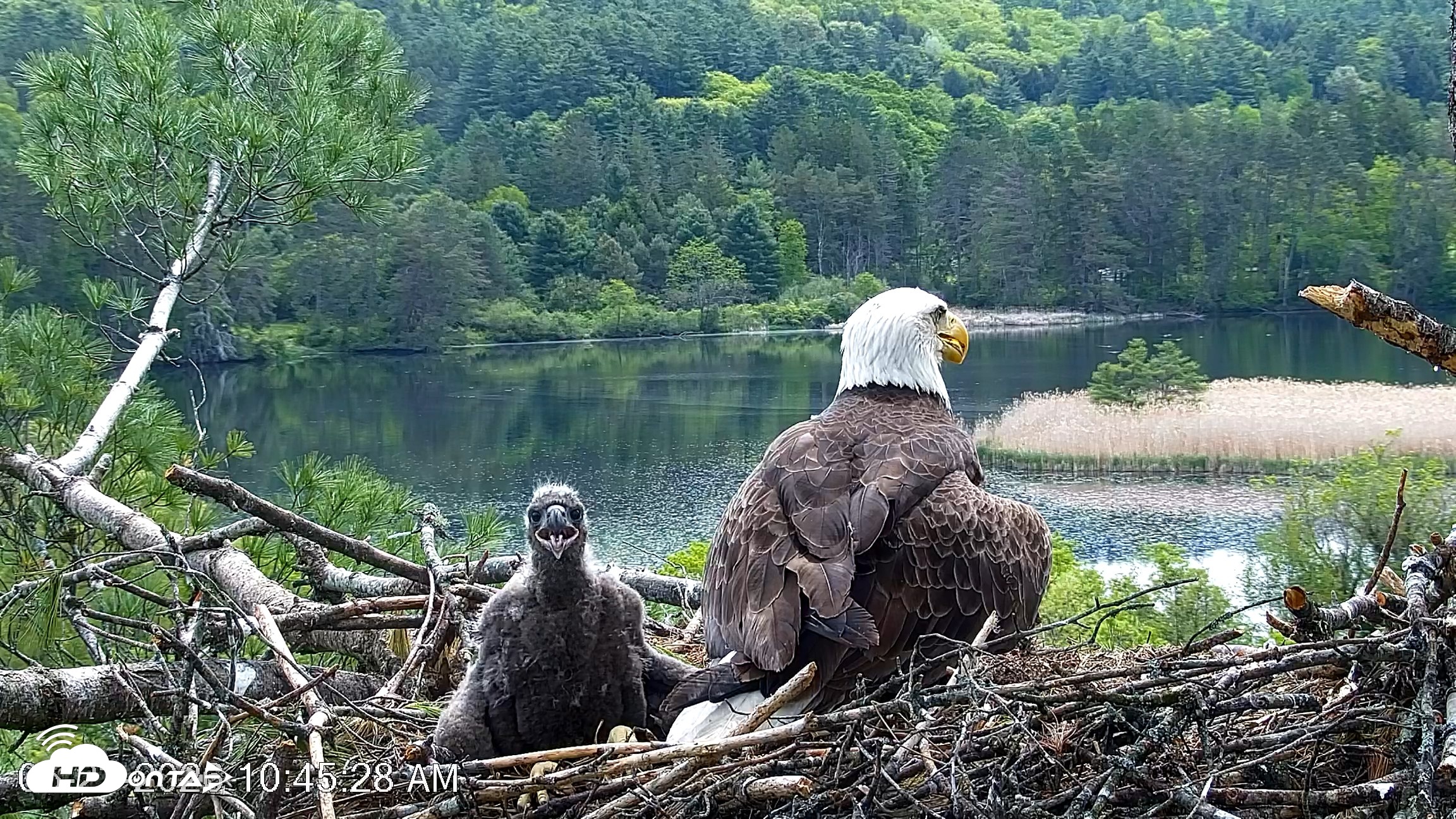 Snapshot of VINS Bald Eagles Nest Live Cams taken May 23, 2026, 10:46am EDT