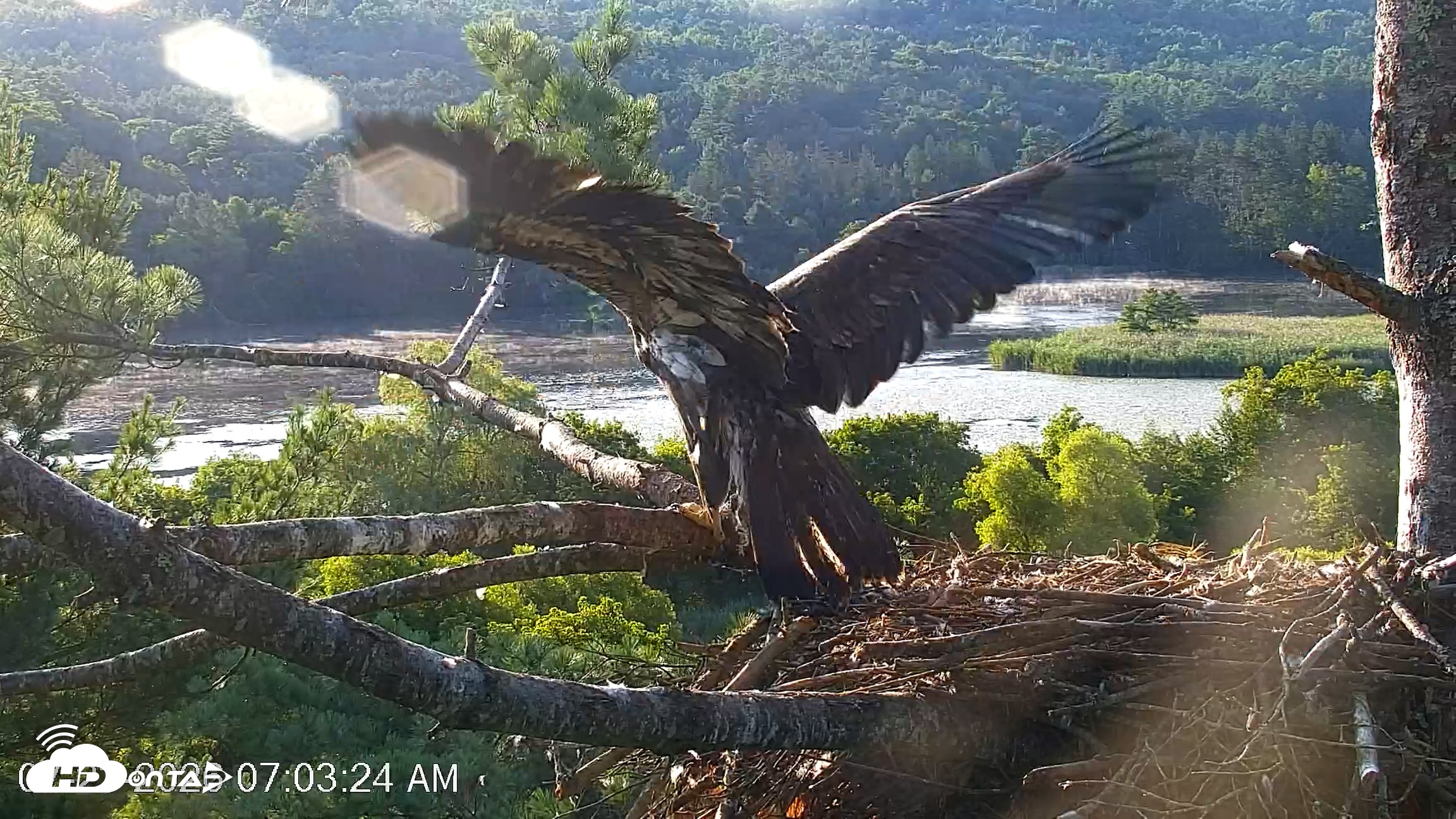 Snapshot of VINS Bald Eagles Nest Live Cams taken Jul 23, 2026, 7:04am EDT