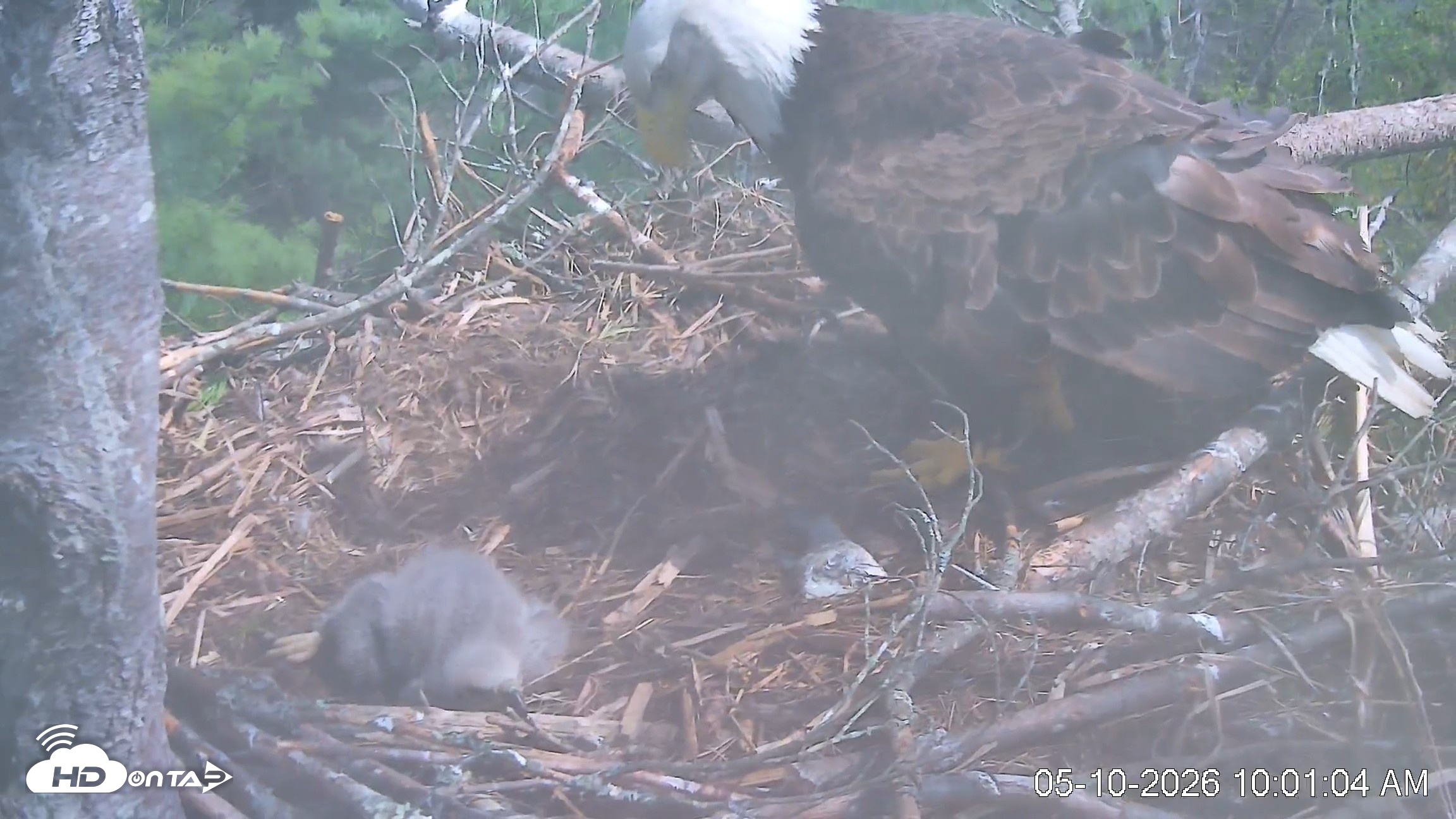 Snapshot of VINS Bald Eagles Nest Live Cams taken May 10, 2026, 10:02am EDT