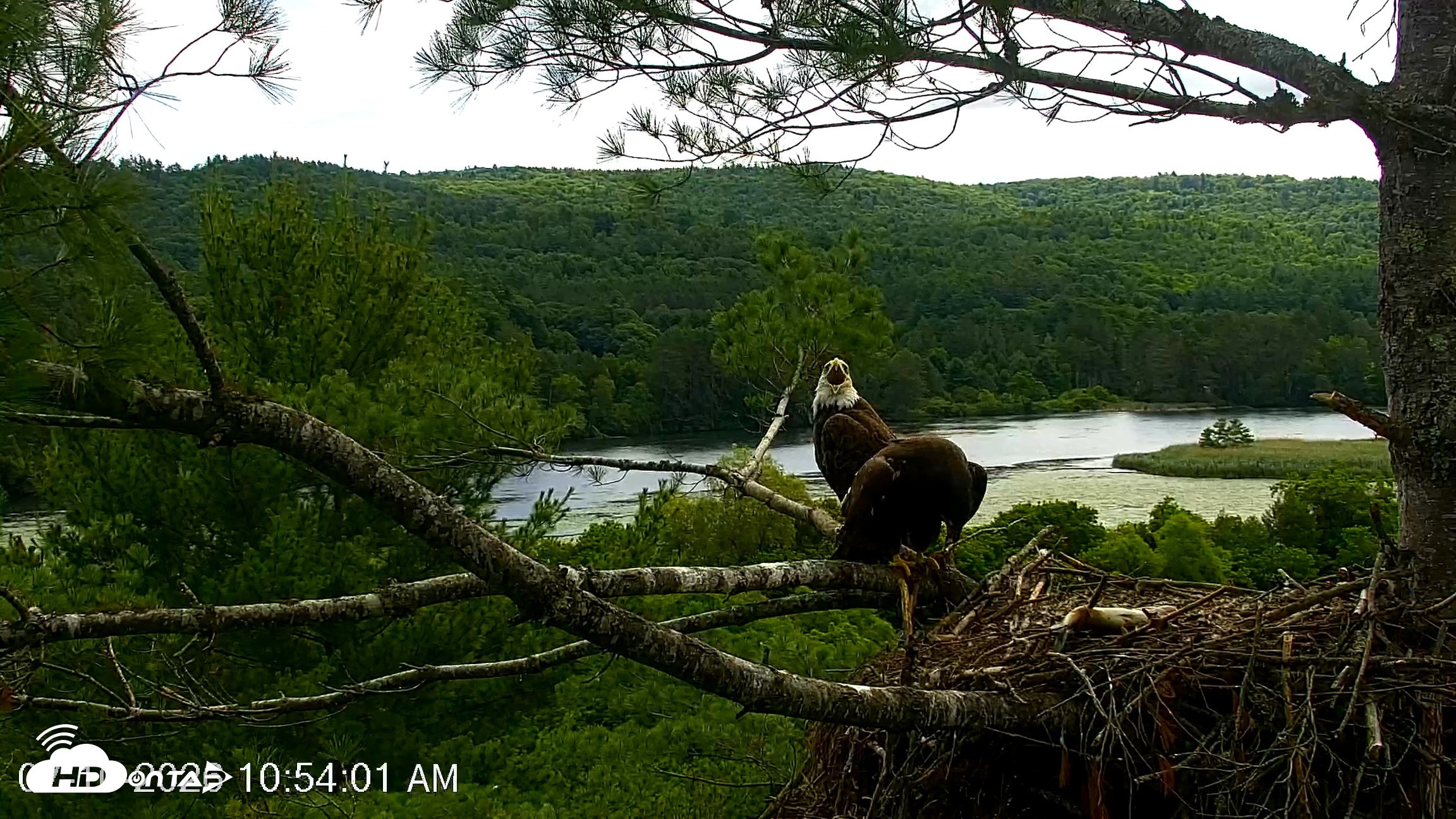 Snapshot of VINS Bald Eagles Nest Live Cams taken Jul 10, 2026, 10:56am EDT