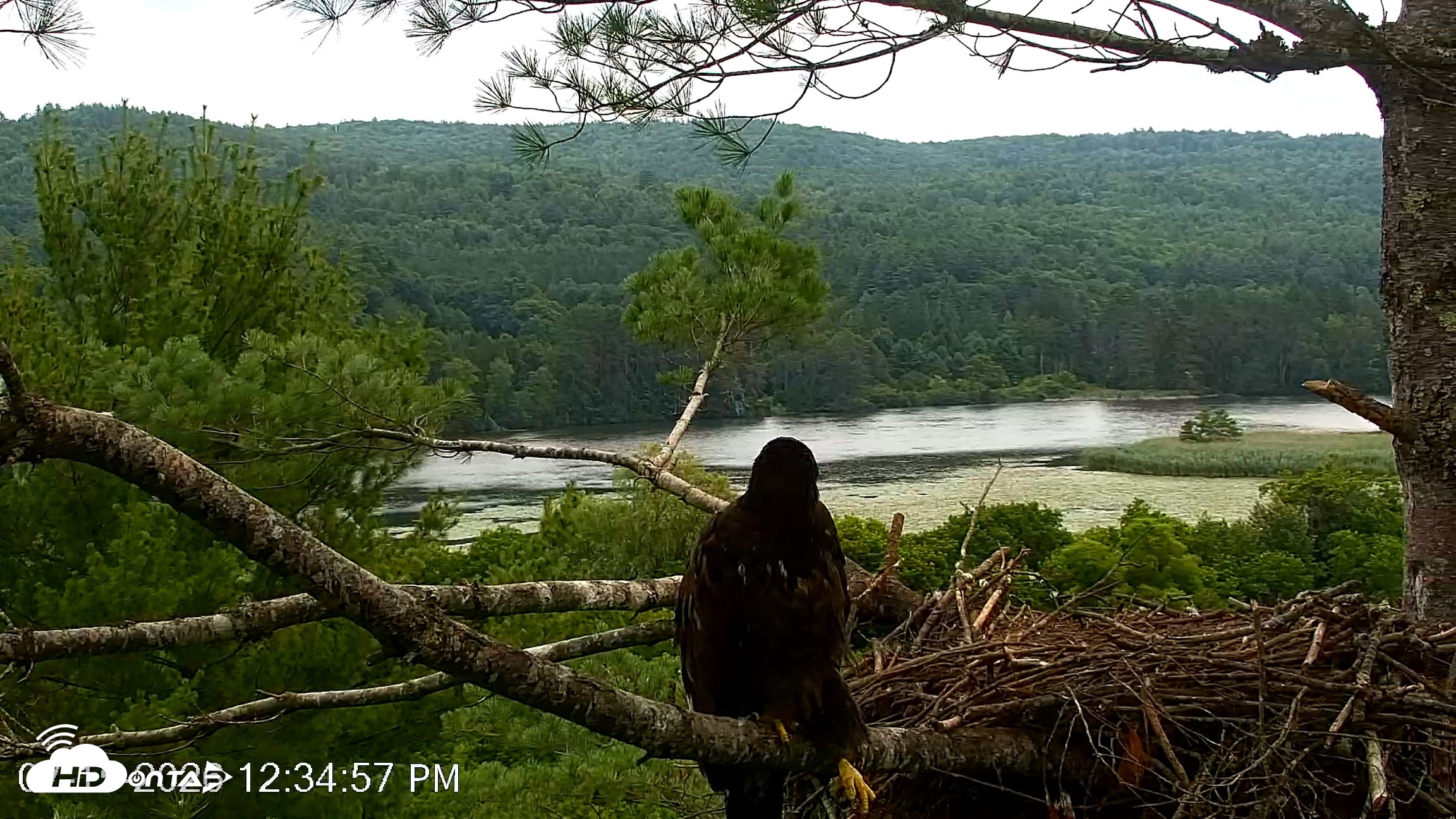 Snapshot of VINS Bald Eagles Nest Live Cams taken Jul 15, 2026, 12:35pm EDT