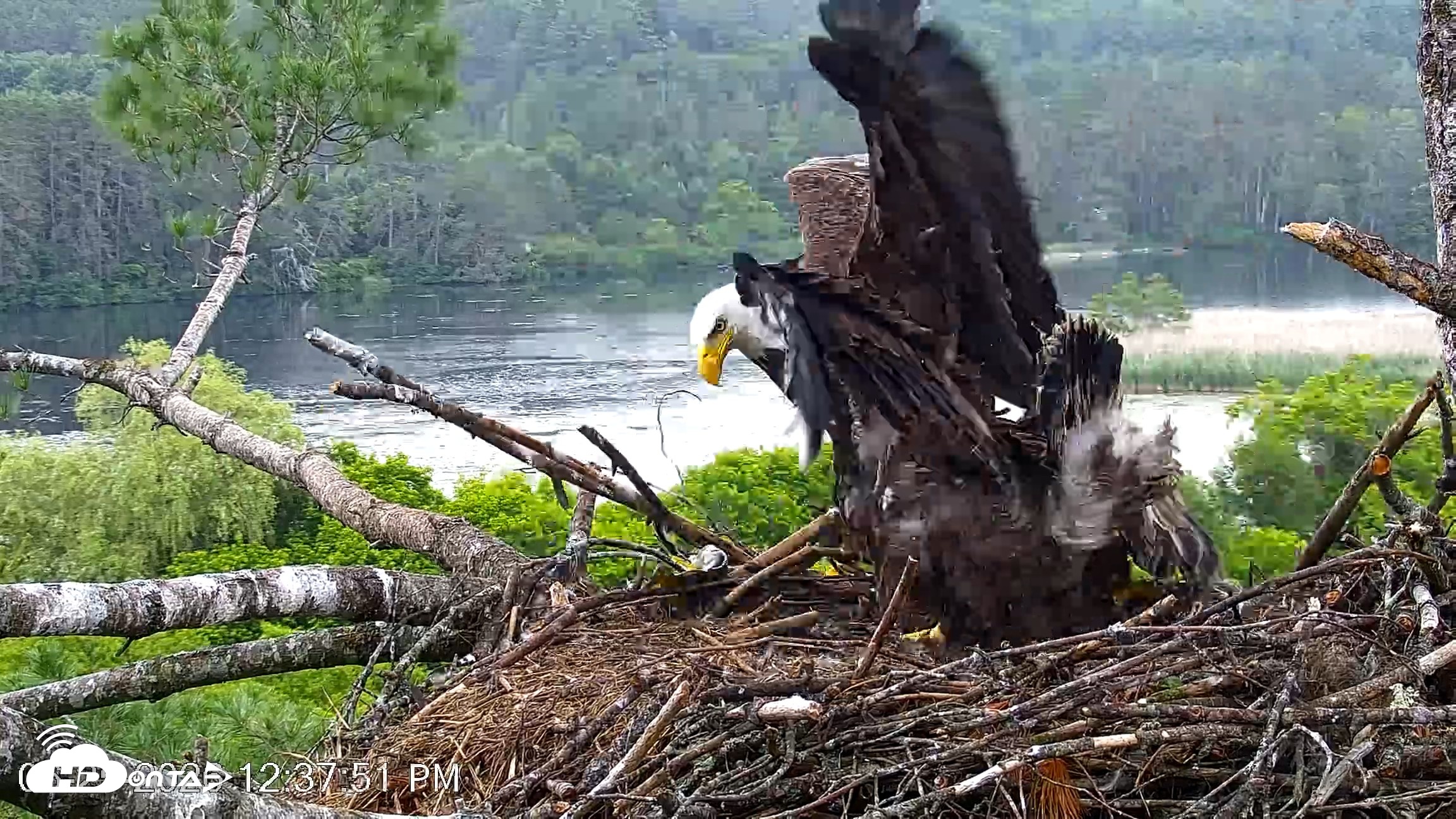 Snapshot of VINS Bald Eagles Nest Live Cams taken Jun 25, 2026, 12:38pm EDT