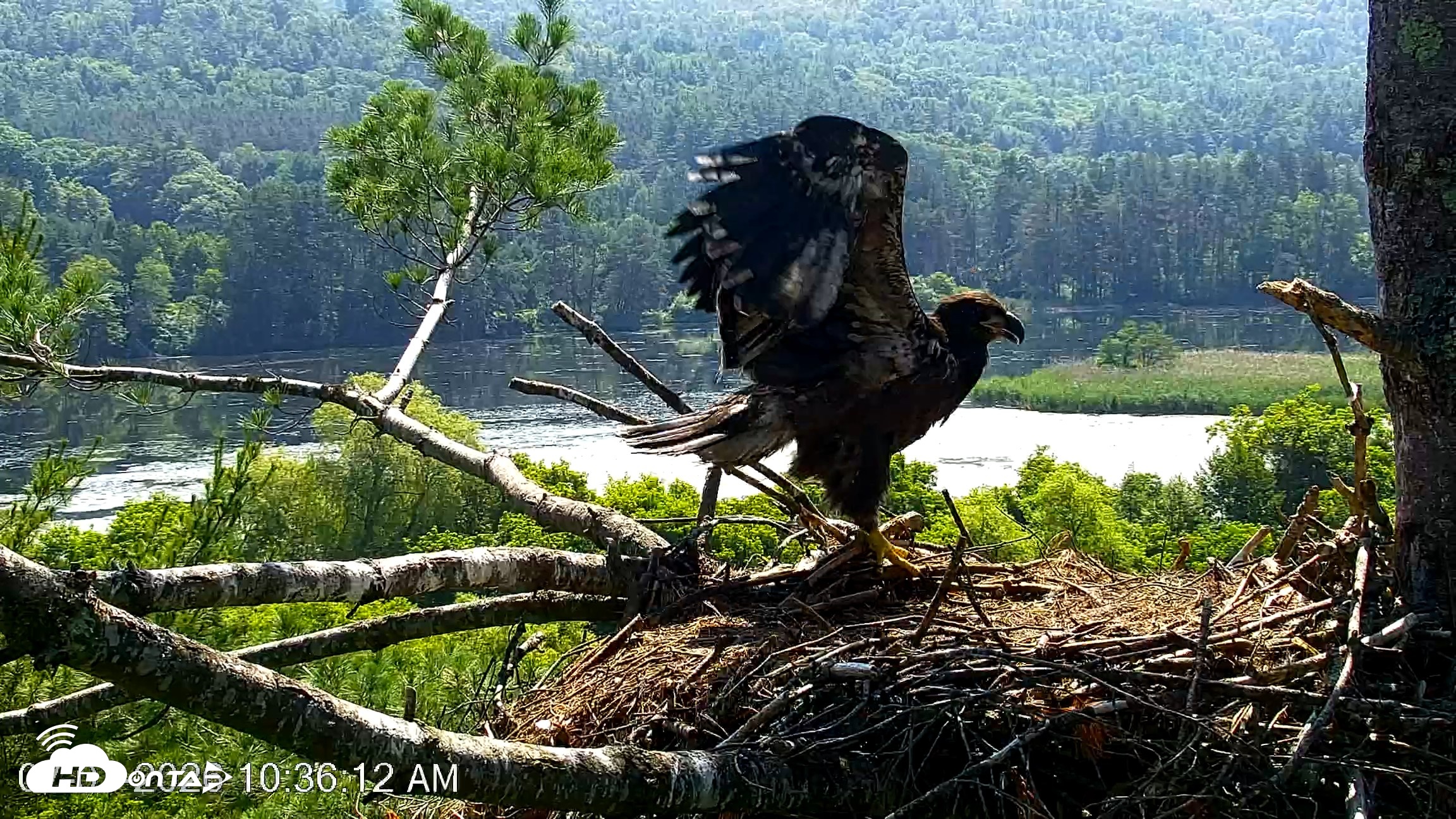 Snapshot of VINS Bald Eagles Nest Live Cams taken Jul 1, 2026, 10:39am EDT