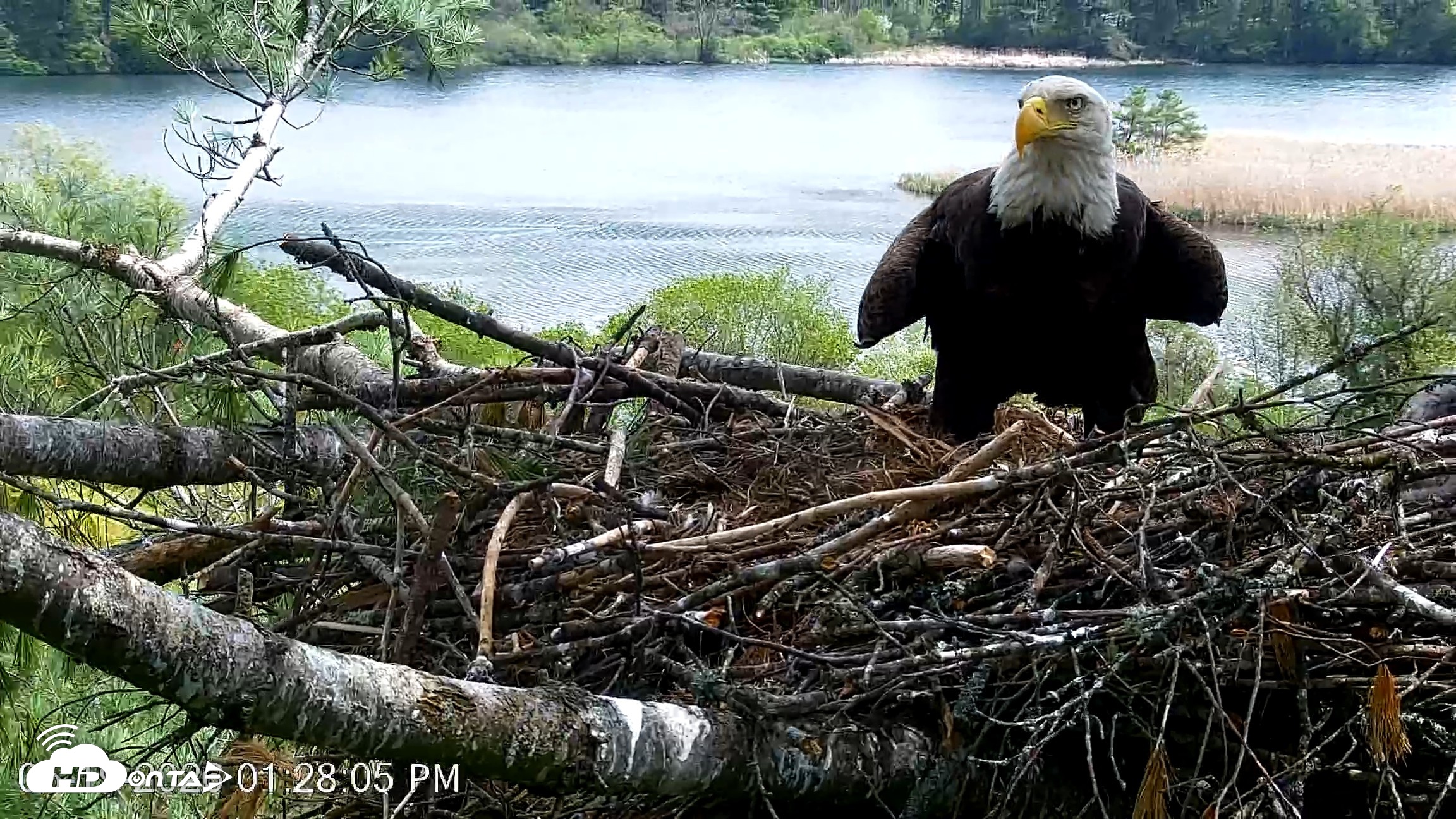 Snapshot of VINS Bald Eagles Nest Live Cams taken May 19, 2026, 1:28pm EDT