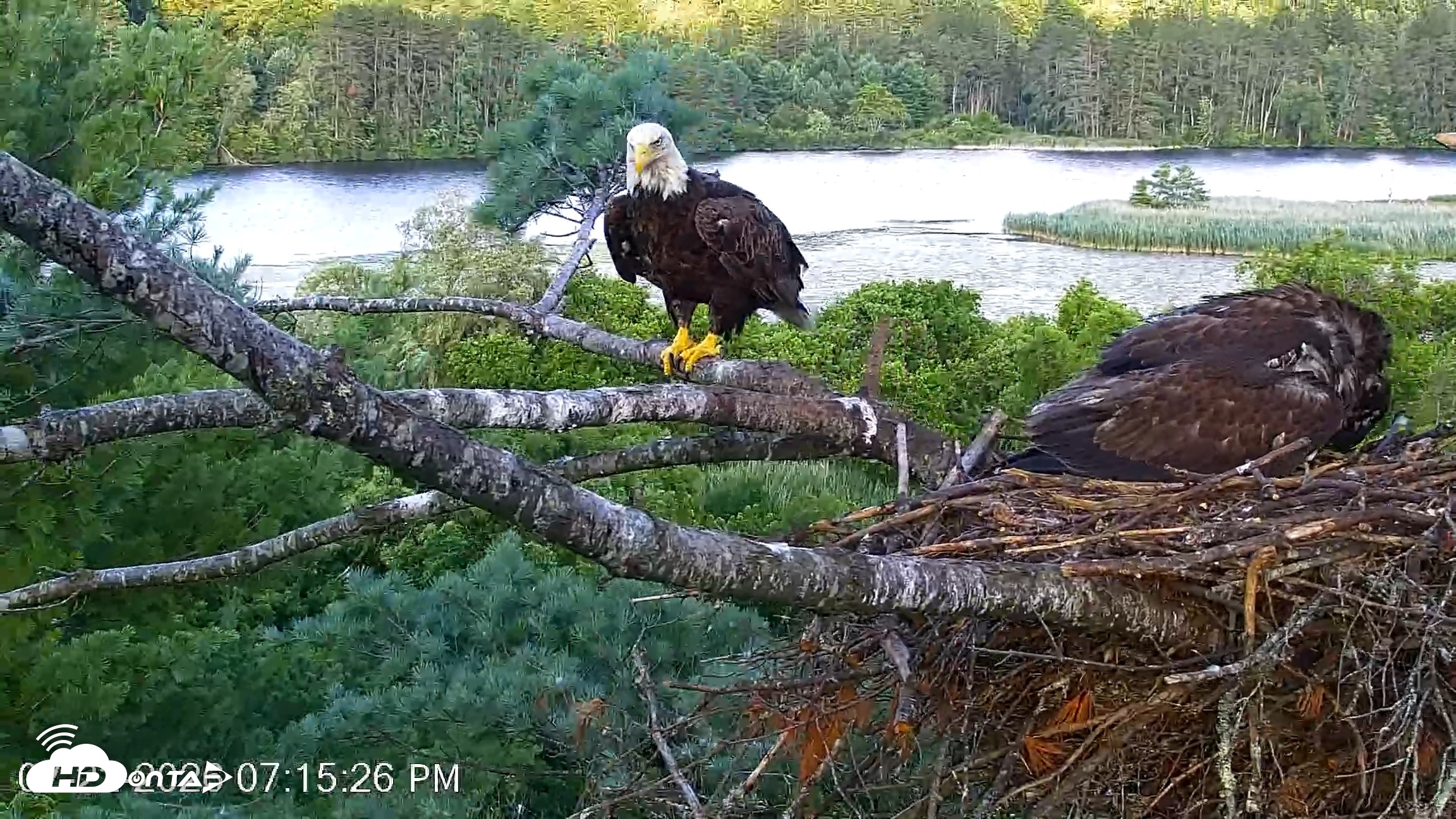 Snapshot of VINS Bald Eagles Nest Live Cams taken Jul 22, 2026, 7:18pm EDT