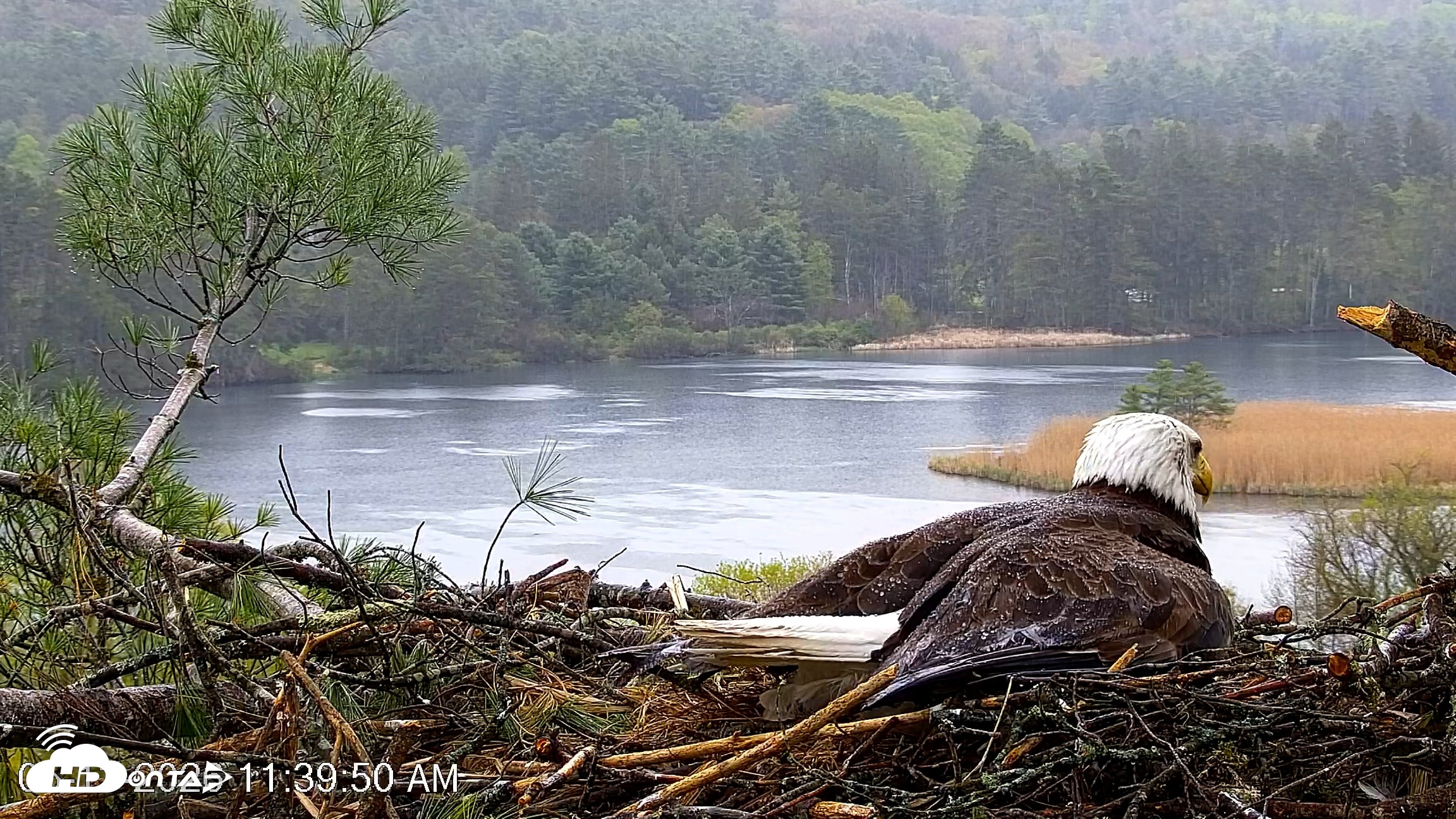 Snapshot of VINS Bald Eagles Nest Live Cams taken May 13, 2026, 11:40am EDT