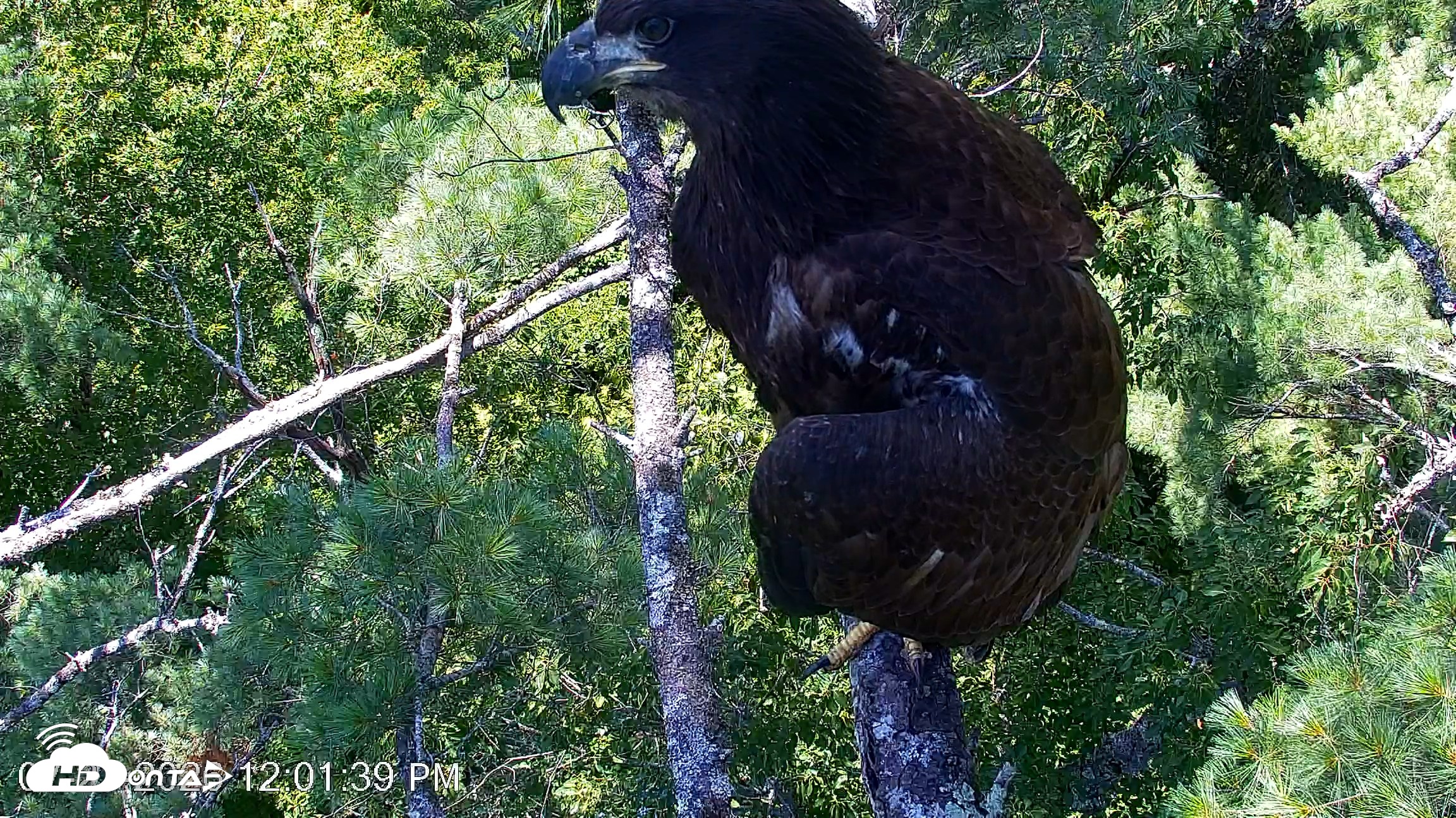 Snapshot of VINS Bald Eagles Nest Live Cams taken Jul 27, 2026, 12:02pm EDT
