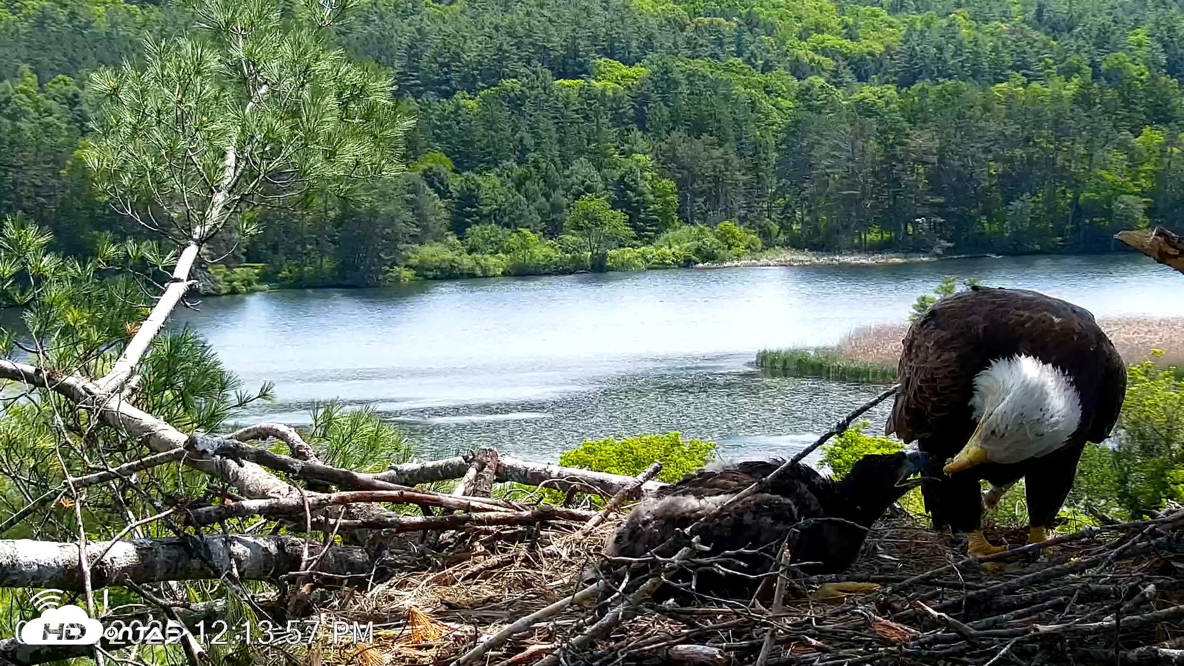 Snapshot of VINS Bald Eagles Nest Live Cams taken Jun 2, 2026, 12:14pm EDT