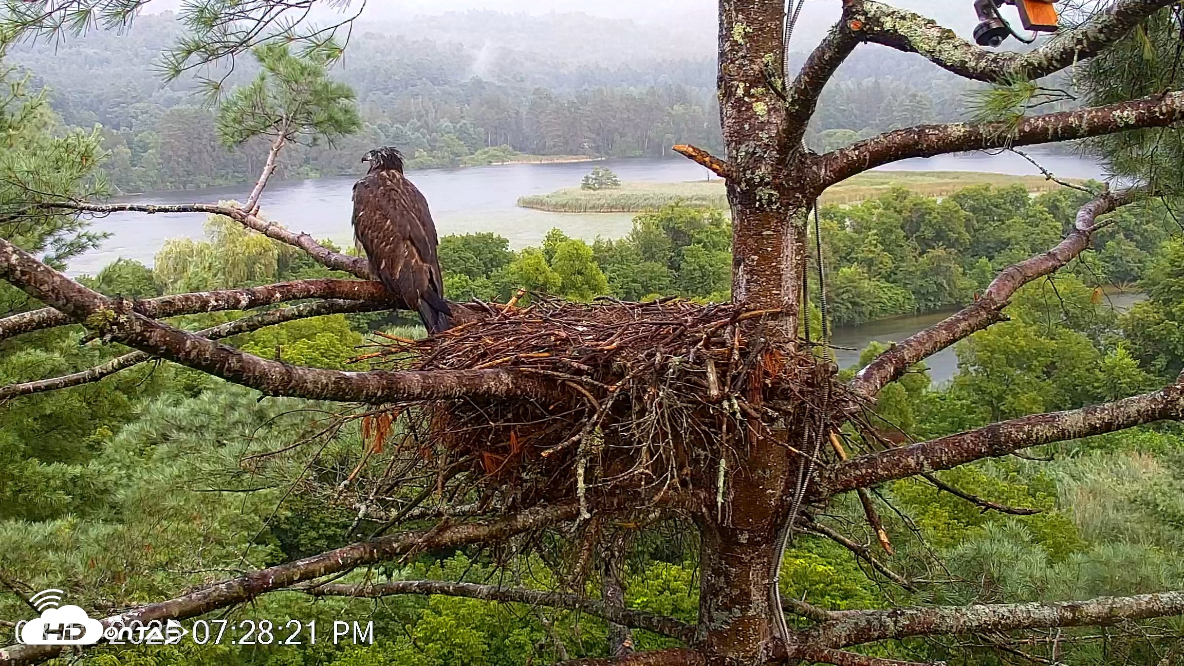 Snapshot of VINS Bald Eagles Nest Live Cams taken Aug 12, 2026, 7:29pm EDT