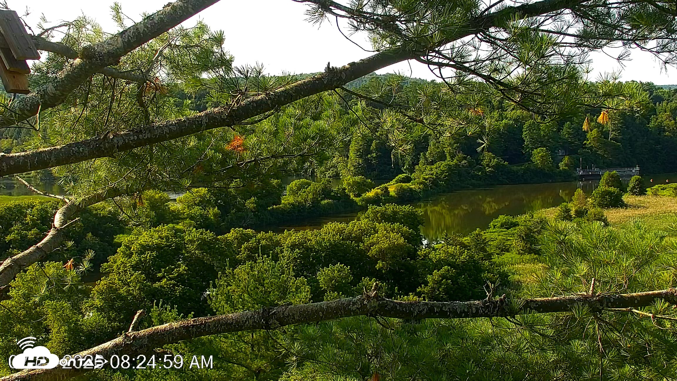 Snapshot of VINS Bald Eagles Nest Live Cams taken Jul 23, 2026, 8:25am EDT