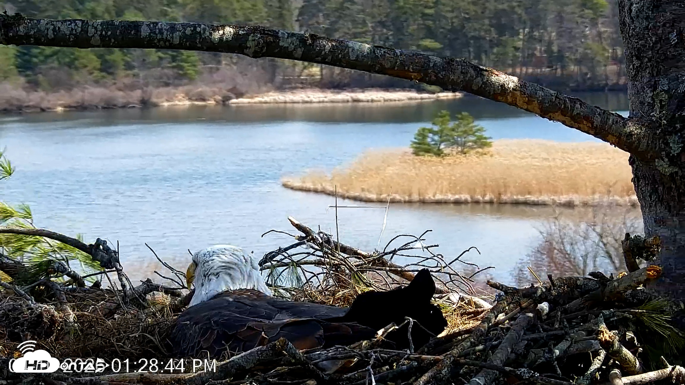 Snapshot of VINS Bald Eagles Nest Live Cams taken Apr 10, 2026, 1:29pm EDT