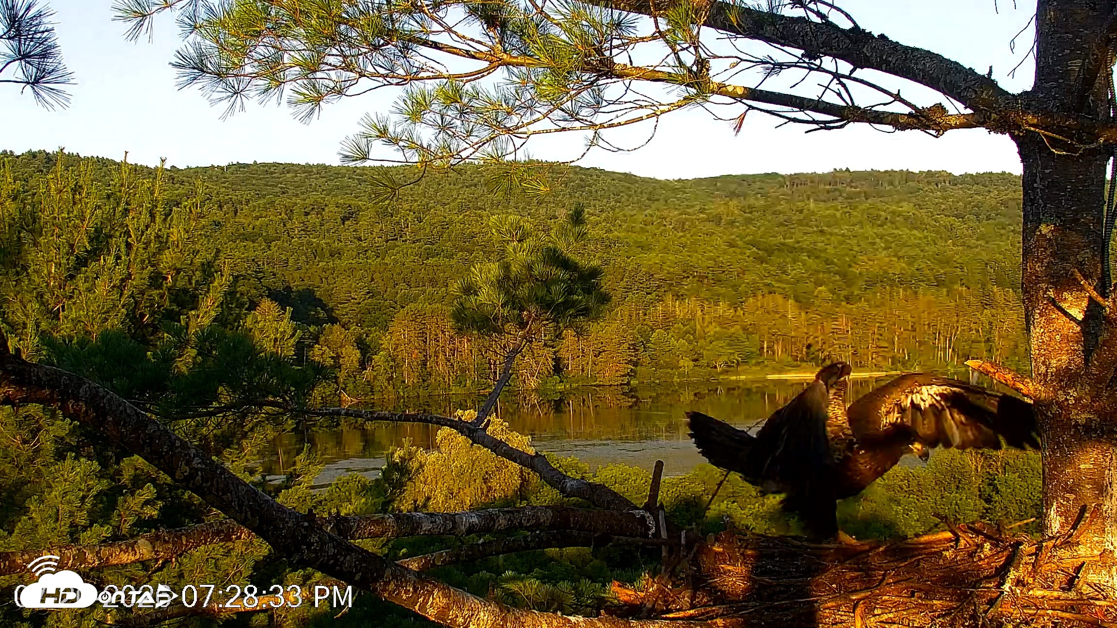Snapshot of VINS Bald Eagles Nest Live Cams taken Jul 20, 2026, 7:29pm EDT