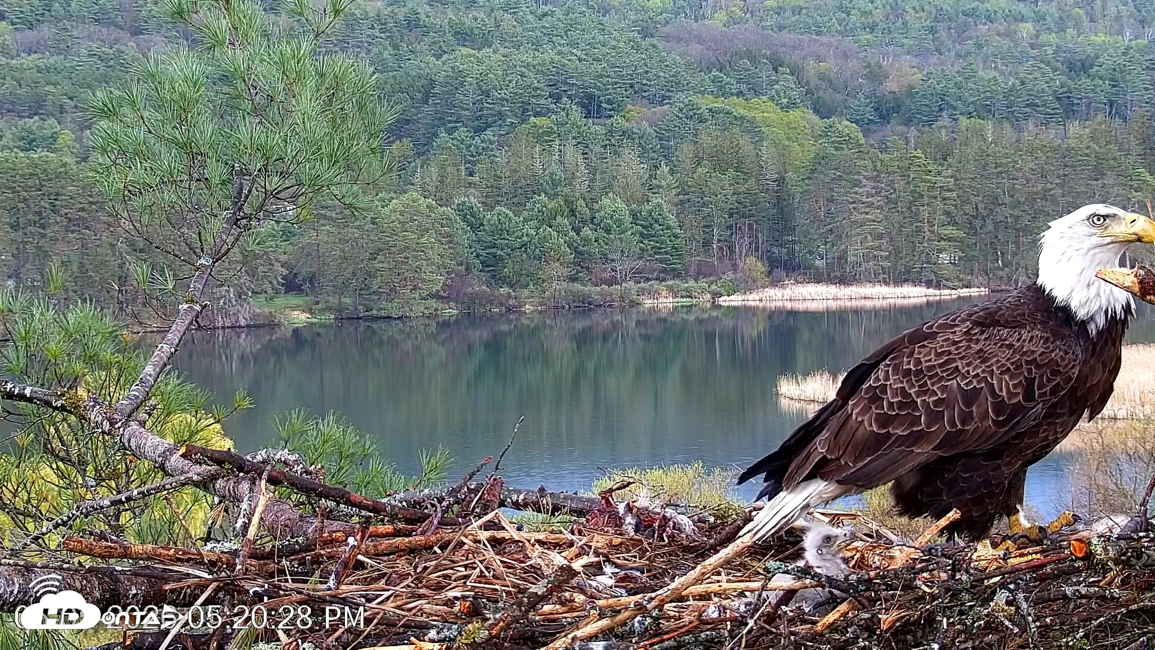 Snapshot of VINS Bald Eagles Nest Live Cams taken May 5, 2026, 5:21pm EDT