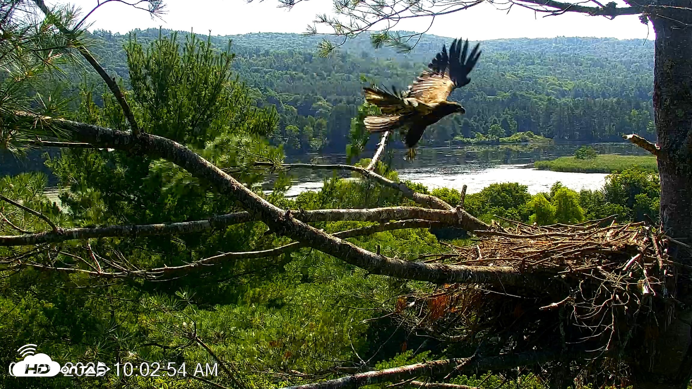 Snapshot of VINS Bald Eagles Nest Live Cams taken Jul 25, 2026, 10:06am EDT