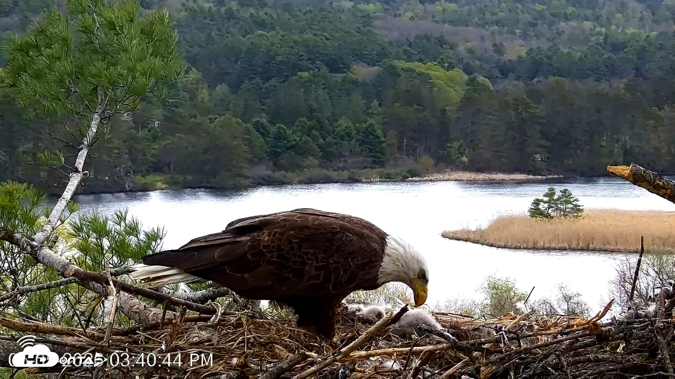Snapshot of VINS Bald Eagles Nest Live Cams taken May 5, 2026, 3:41pm EDT