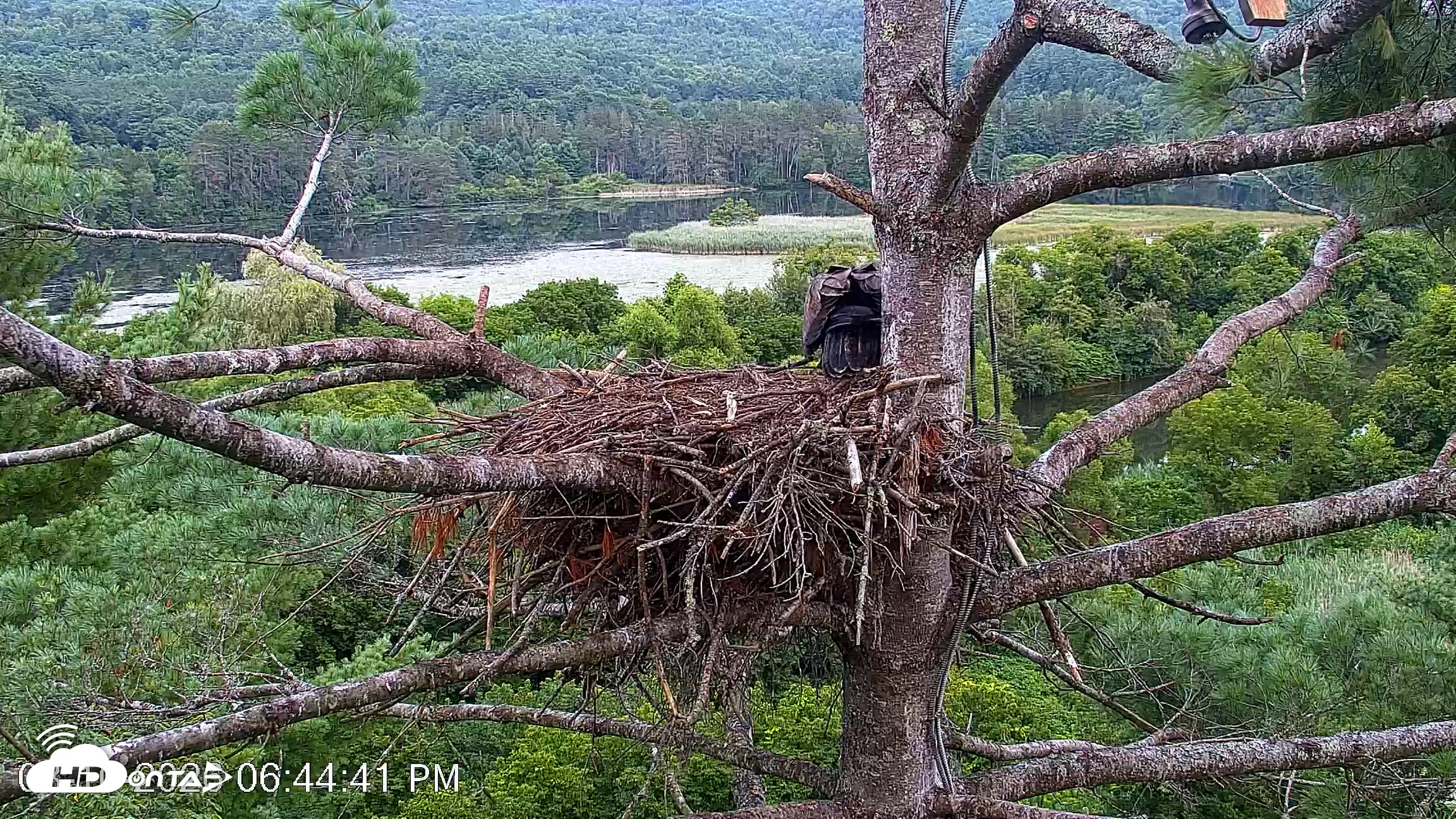 Snapshot of VINS Bald Eagles Nest Live Cams taken Aug 10, 2026, 6:45pm EDT