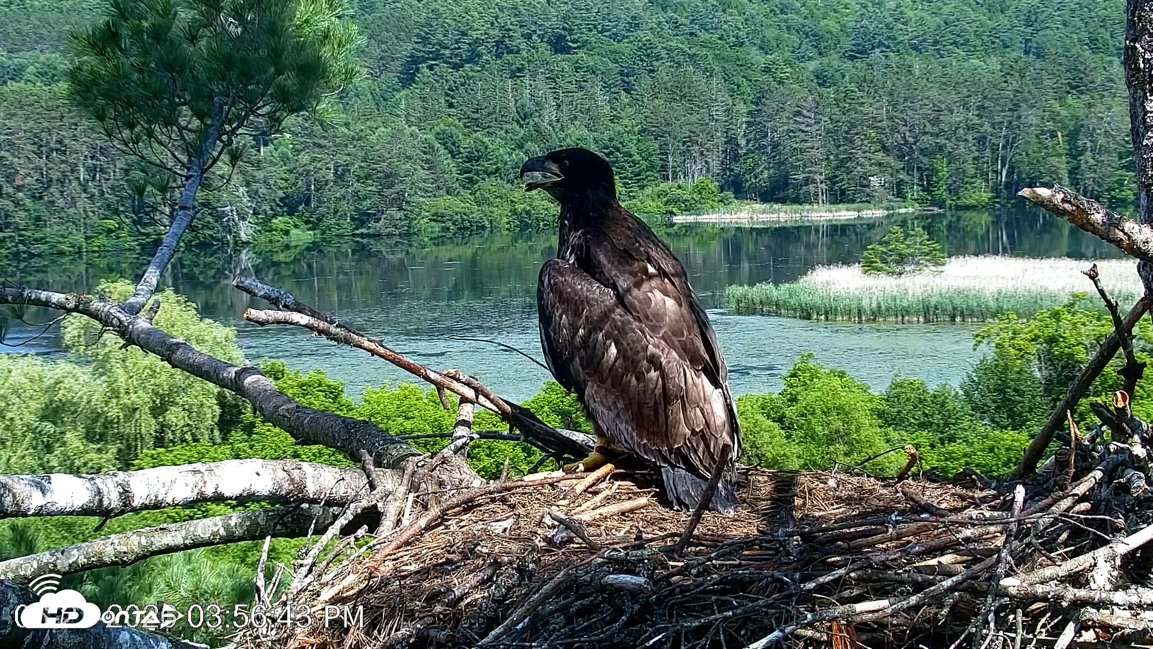Snapshot of VINS Bald Eagles Nest Live Cams taken Jun 27, 2026, 3:57pm EDT