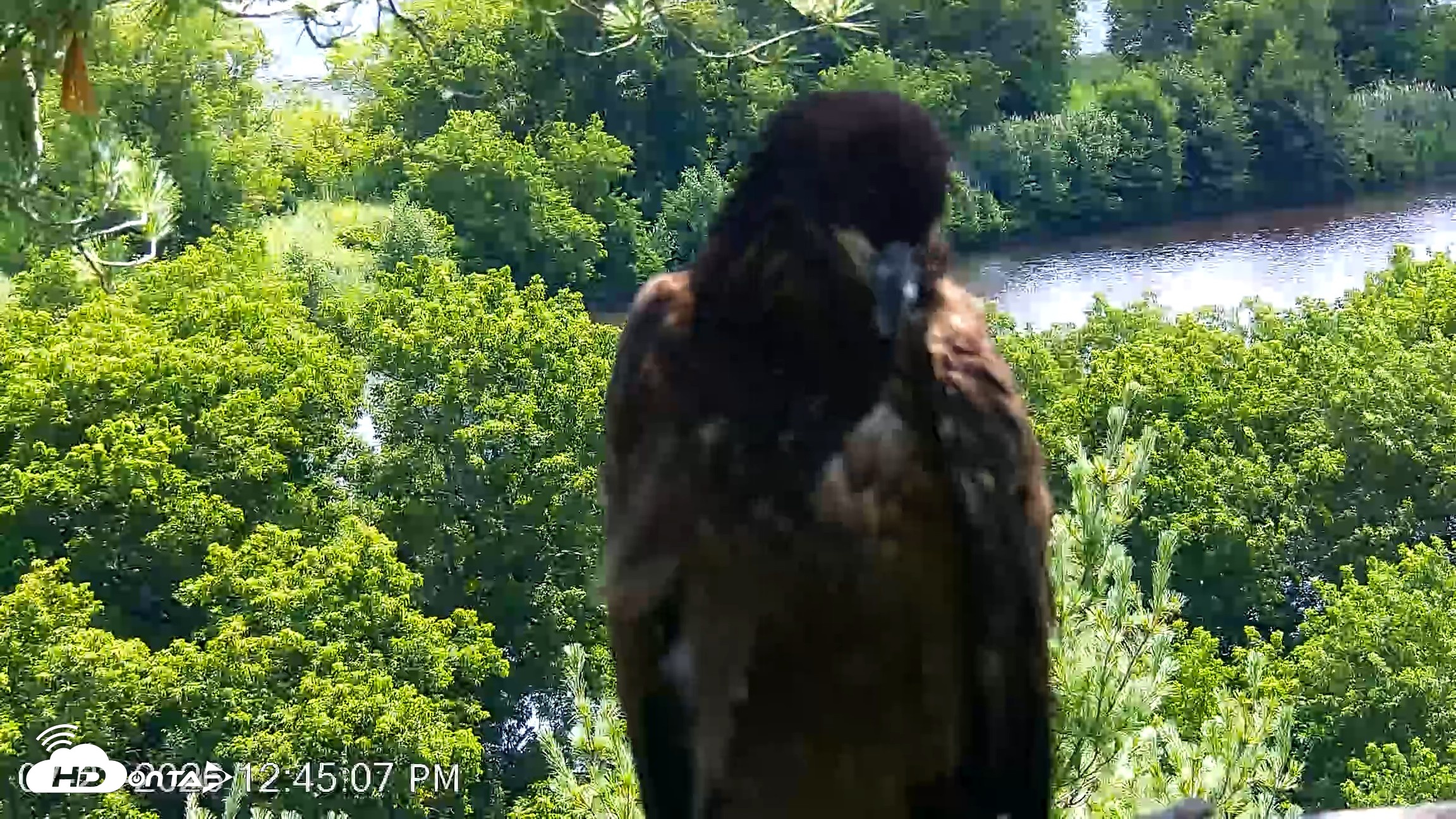Snapshot of VINS Bald Eagles Nest Live Cams taken Jul 23, 2026, 12:45pm EDT