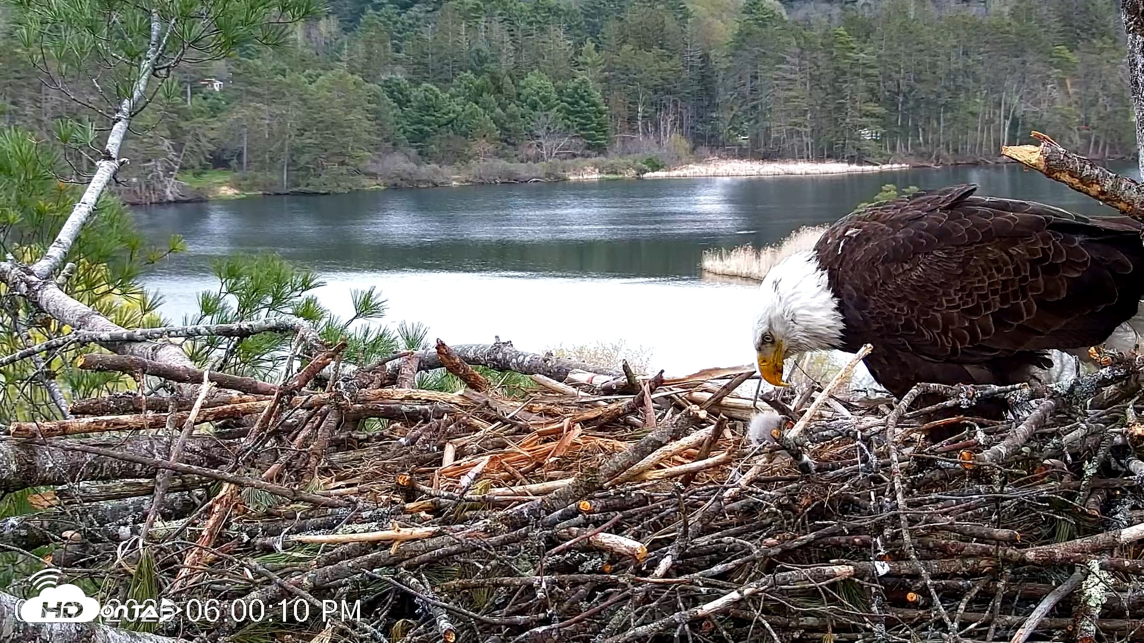 Snapshot of VINS Bald Eagles Nest Live Cams taken May 2, 2026, 6:00pm EDT