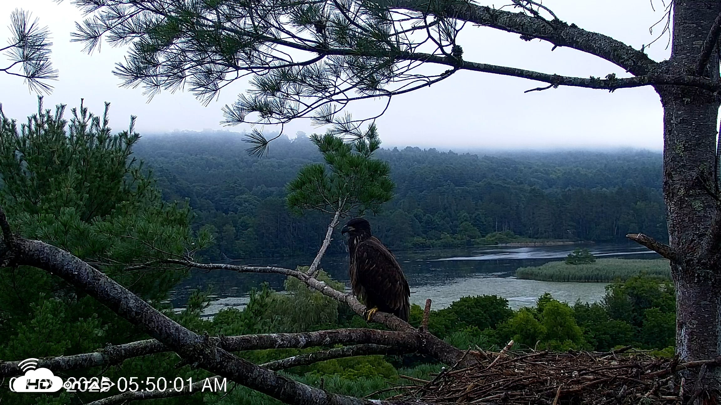 Snapshot of VINS Bald Eagles Nest Live Cams taken Aug 9, 2026, 5:50am EDT