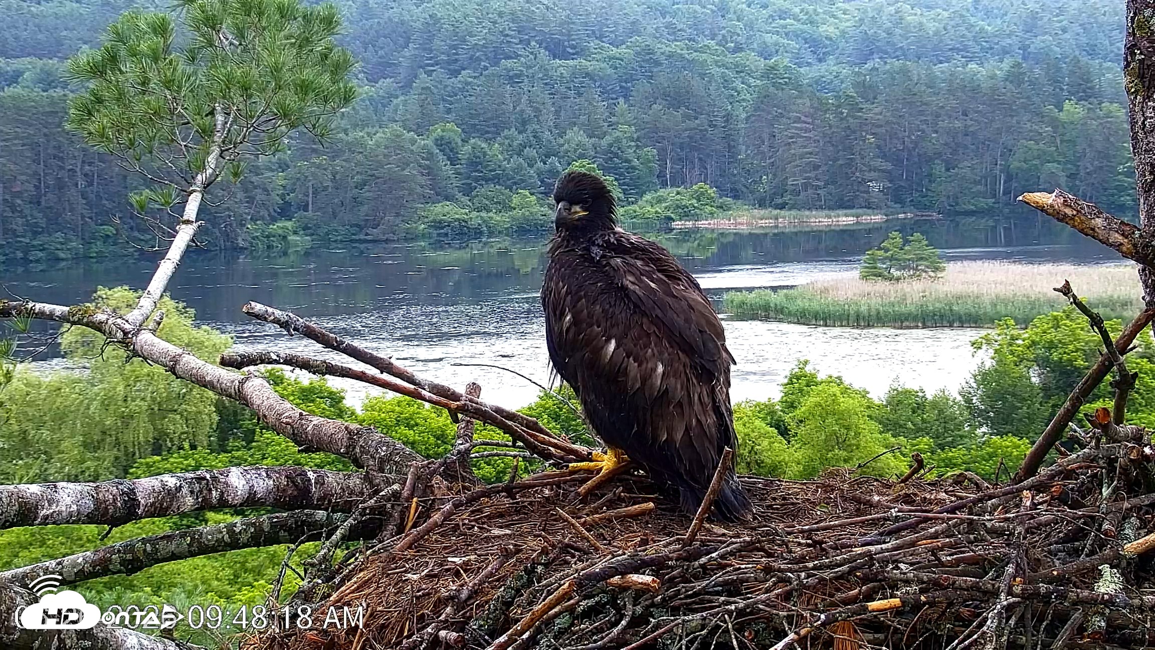 Snapshot of VINS Bald Eagles Nest Live Cams taken Jun 26, 2026, 9:48am EDT