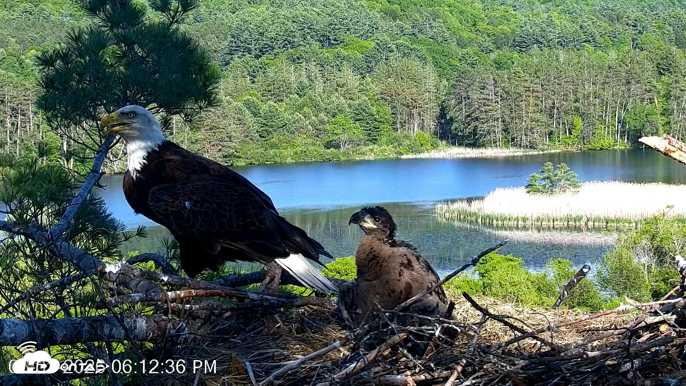 Snapshot of VINS Bald Eagles Nest Live Cams taken Jun 1, 2026, 6:13pm EDT