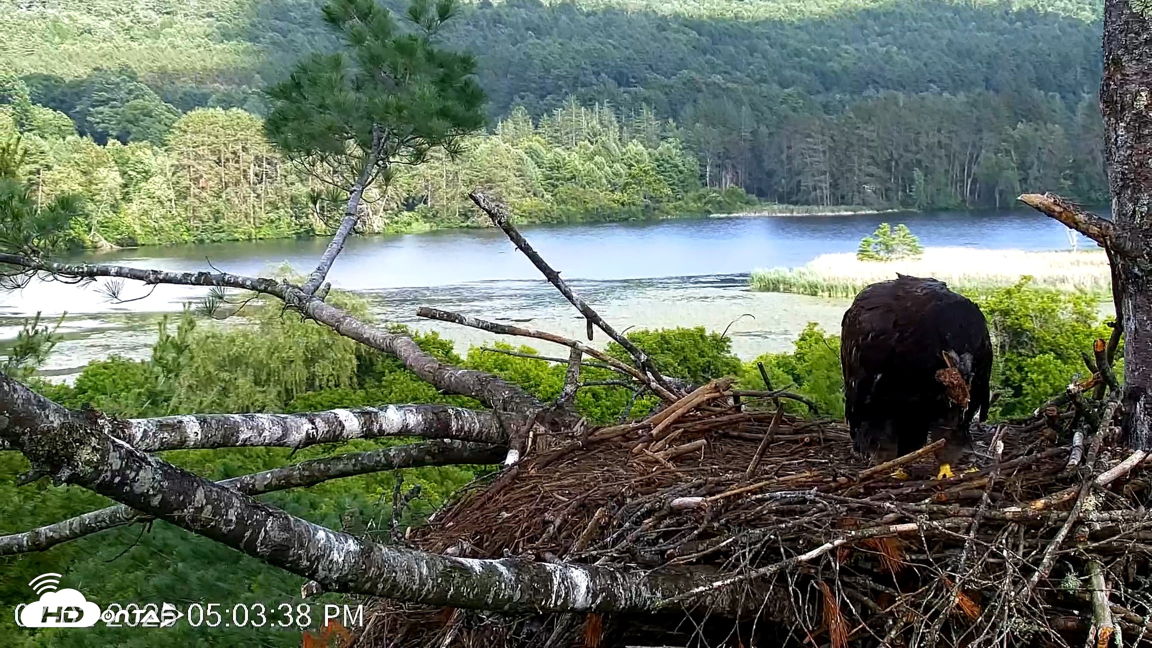 Snapshot of VINS Bald Eagles Nest Live Cams taken Jul 2, 2026, 5:04pm EDT