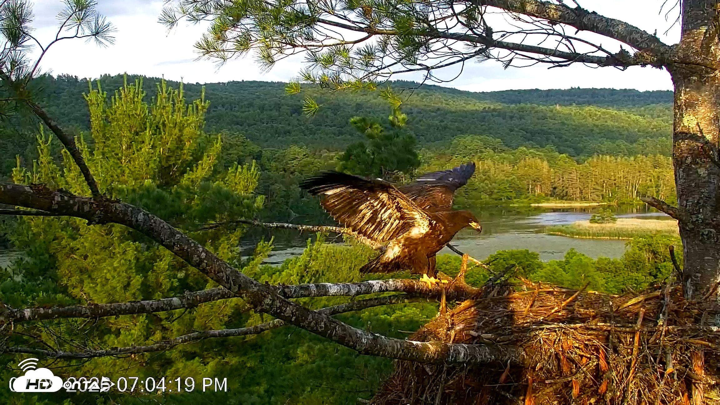 Snapshot of VINS Bald Eagles Nest Live Cams taken Jul 9, 2026, 7:05pm EDT
