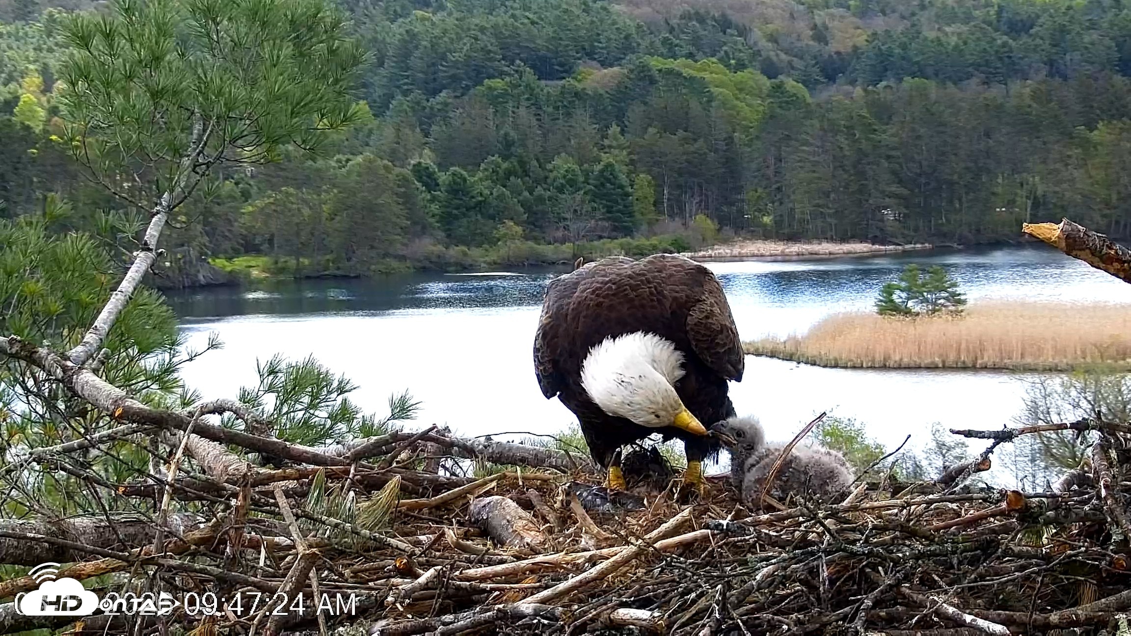 Snapshot of VINS Bald Eagles Nest Live Cams taken May 12, 2026, 9:48am EDT