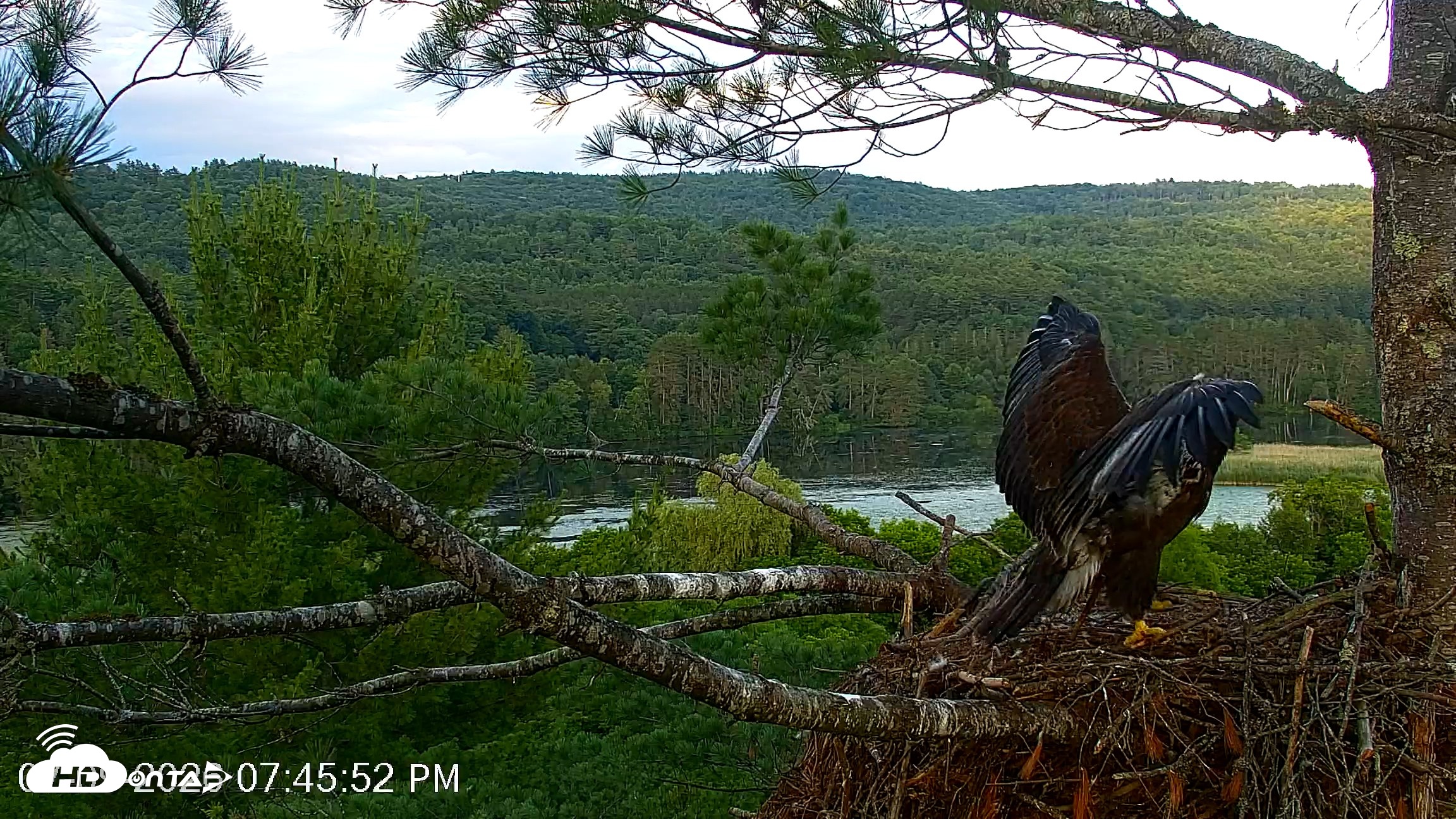 Snapshot of VINS Bald Eagles Nest Live Cams taken Jul 9, 2026, 7:46pm EDT