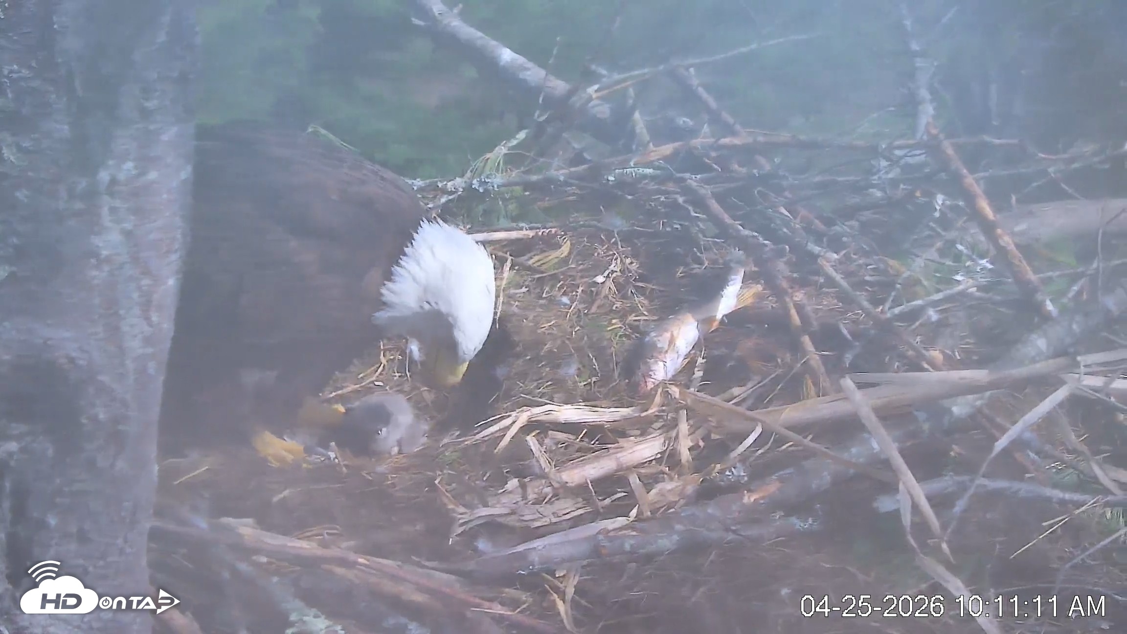 Snapshot of VINS Bald Eagles Nest Live Cams taken Apr 25, 2026, 10:11am EDT