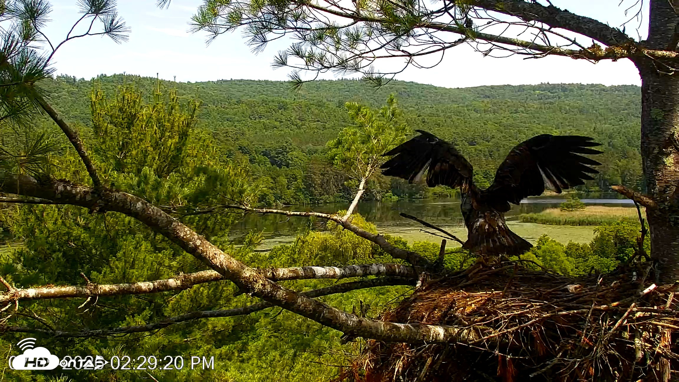 Snapshot of VINS Bald Eagles Nest Live Cams taken Jul 5, 2026, 2:30pm EDT