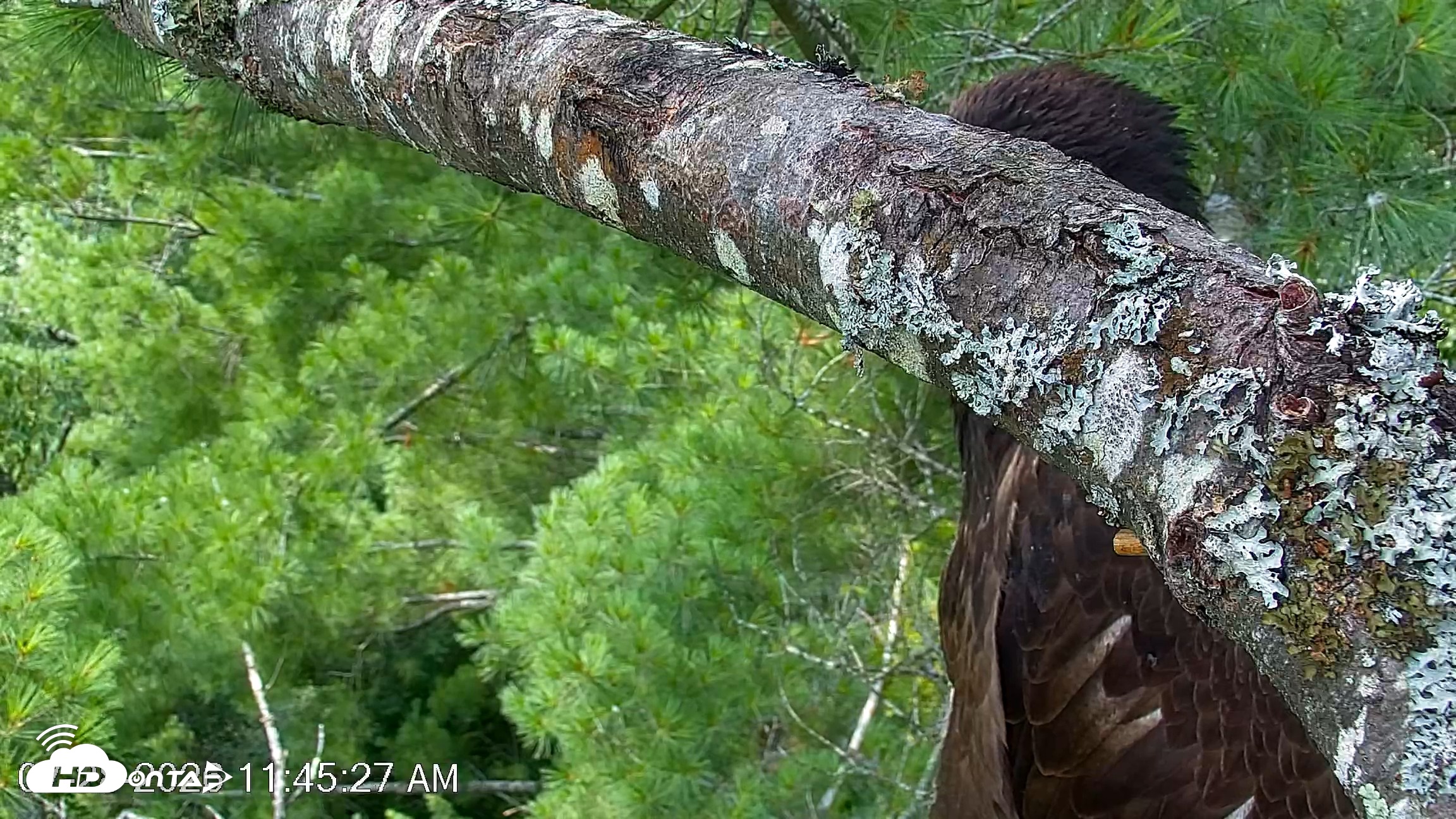 Snapshot of VINS Bald Eagles Nest Live Cams taken Jul 28, 2026, 11:46am EDT