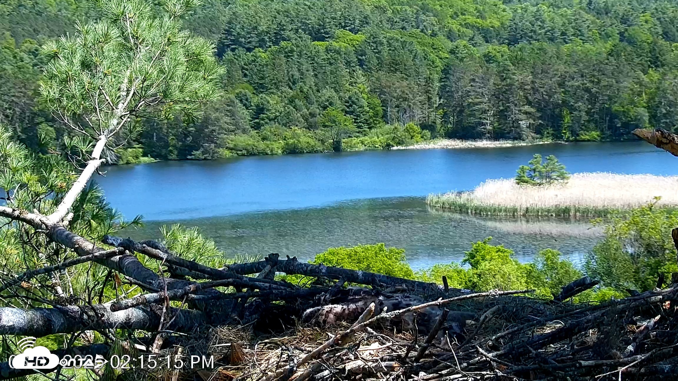 Snapshot of VINS Bald Eagles Nest Live Cams taken Jun 3, 2026, 2:16pm EDT