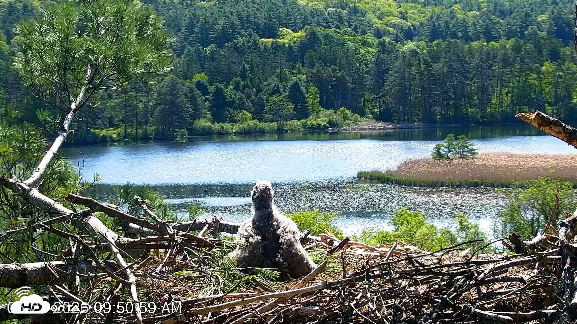 Snapshot of VINS Bald Eagles Nest Live Cams taken May 22, 2026, 9:51am EDT
