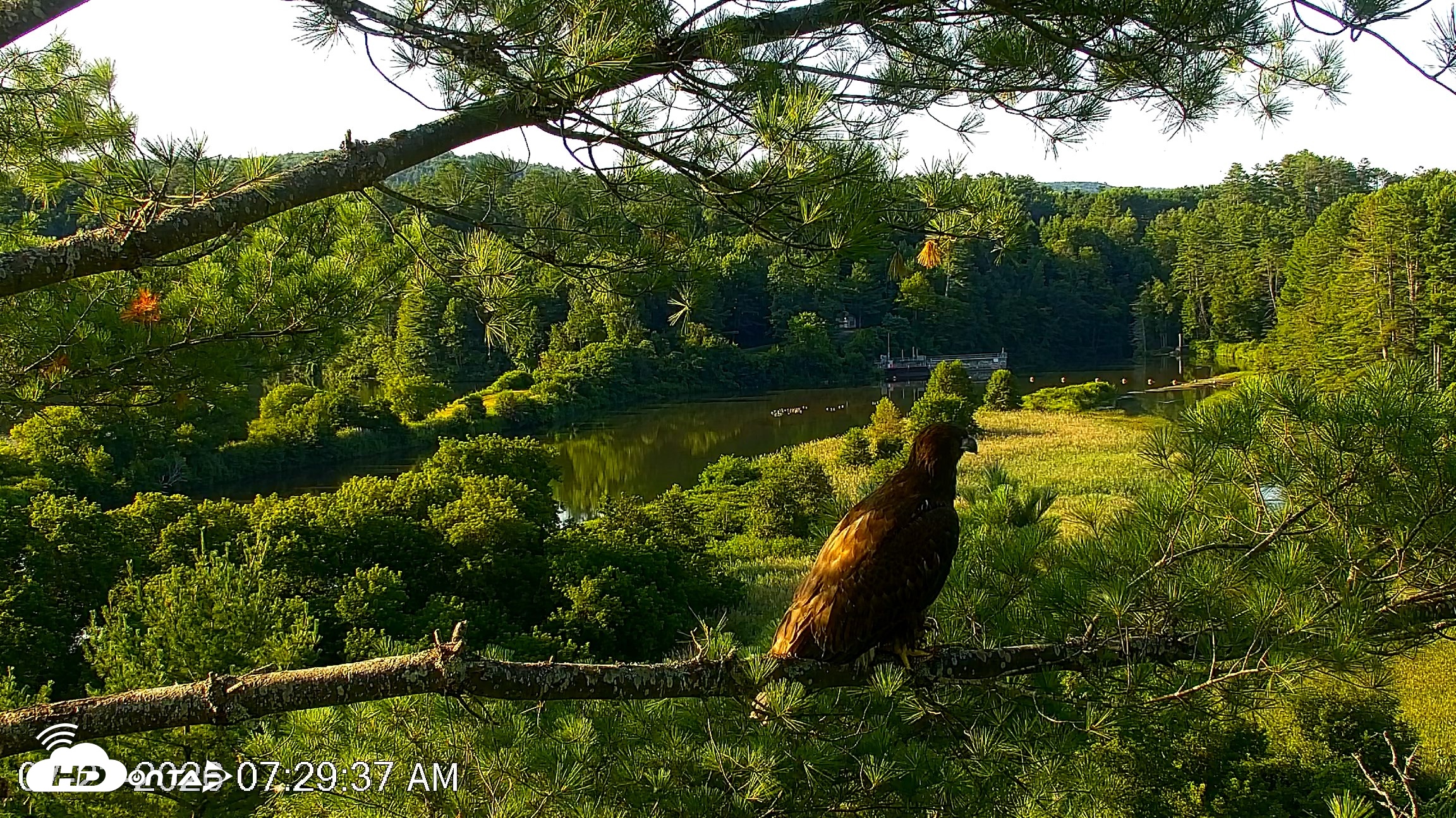 Snapshot of VINS Bald Eagles Nest Live Cams taken Jul 23, 2026, 7:30am EDT