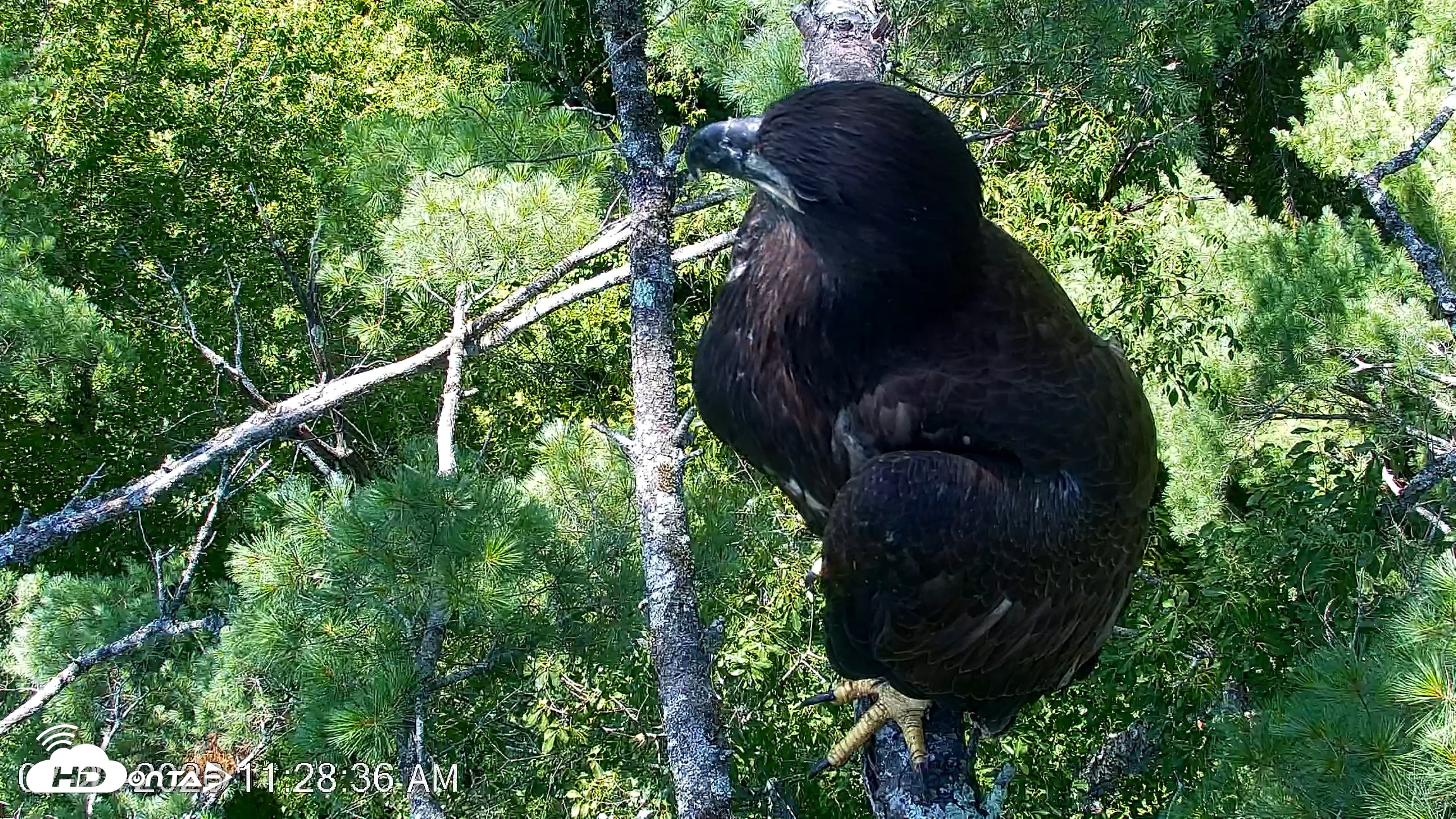 Snapshot of VINS Bald Eagles Nest Live Cams taken Jul 27, 2026, 11:29am EDT